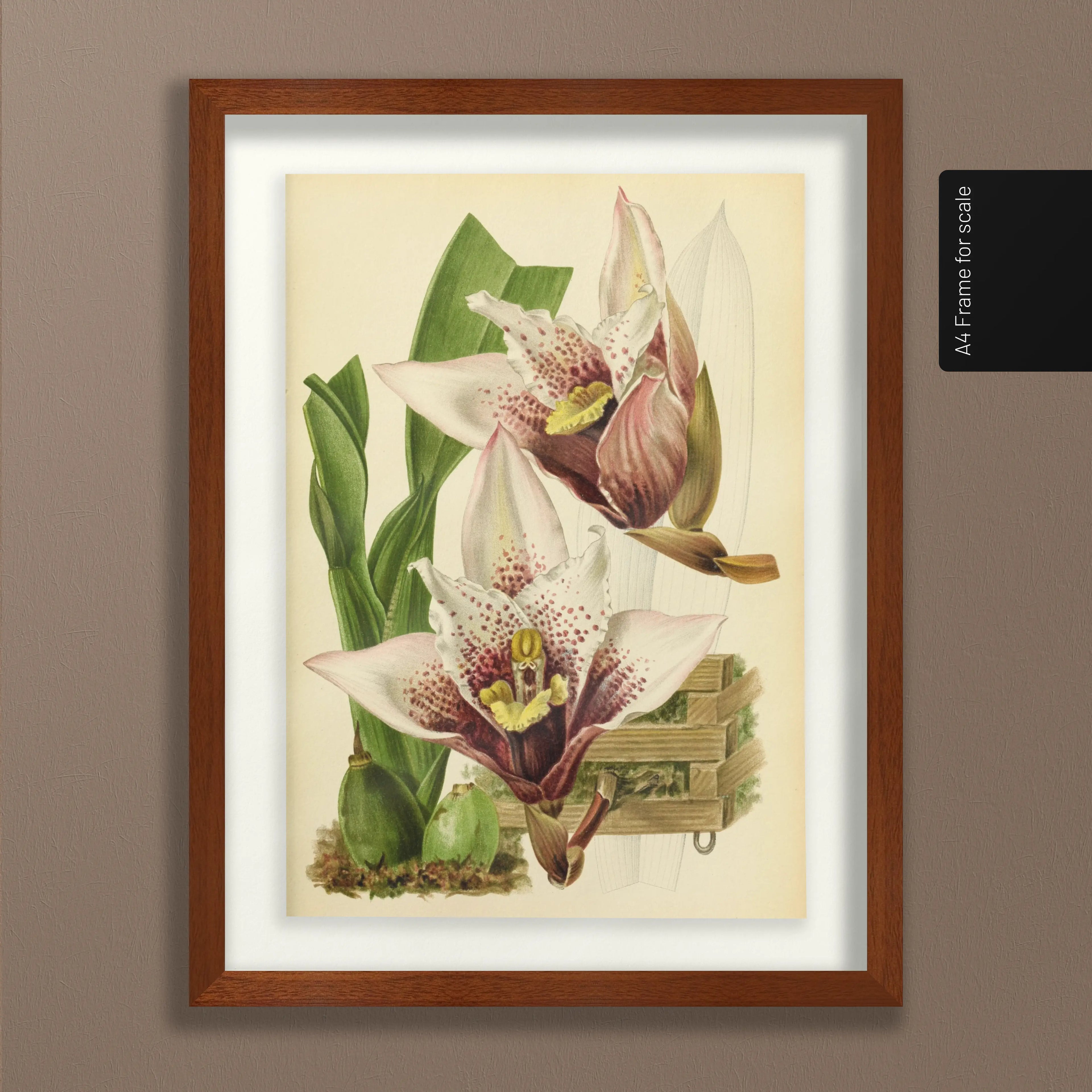 Floral: Plate No. 17