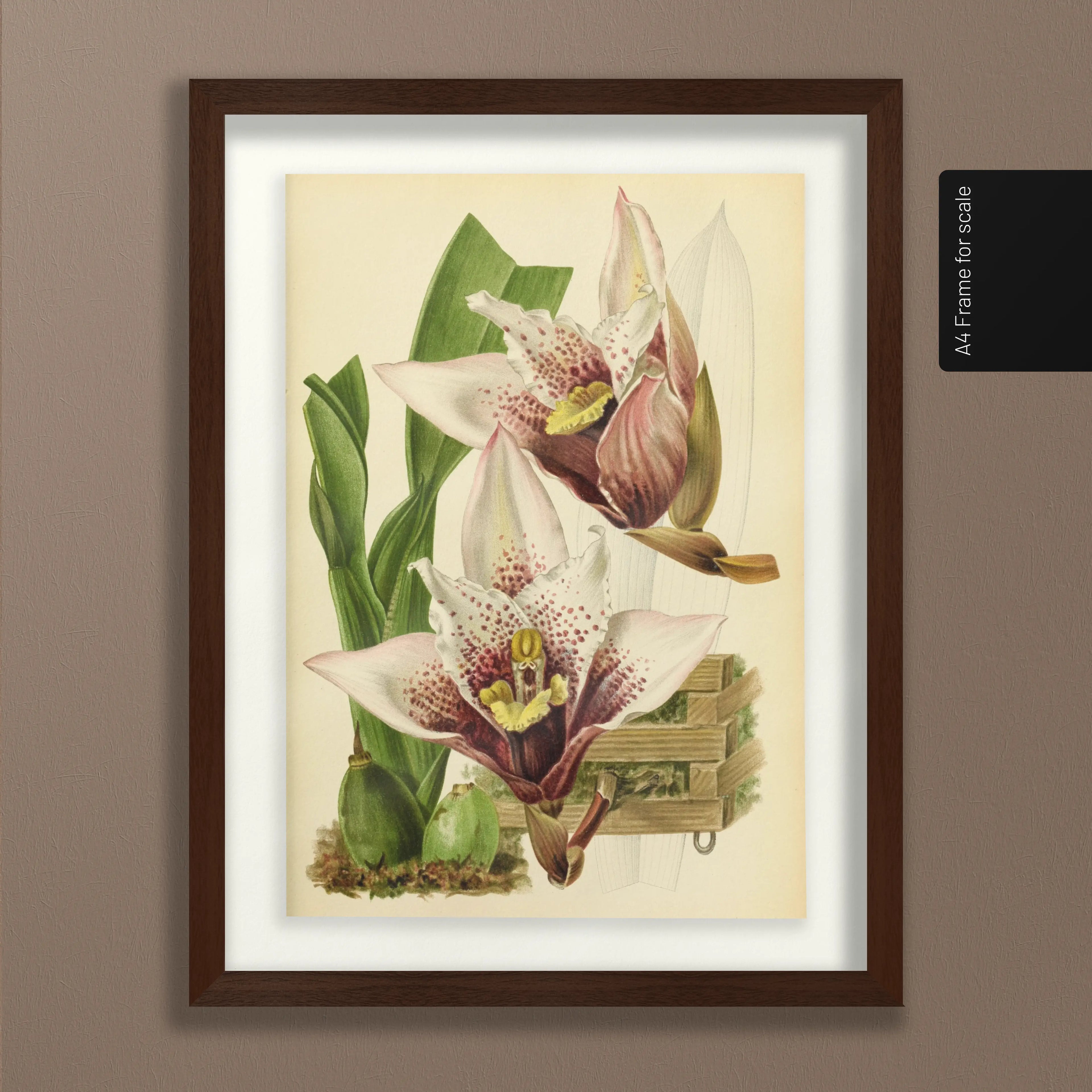Floral: Plate No. 17