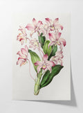 Floral: Plate No. 18