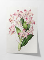 Floral: Plate No. 18