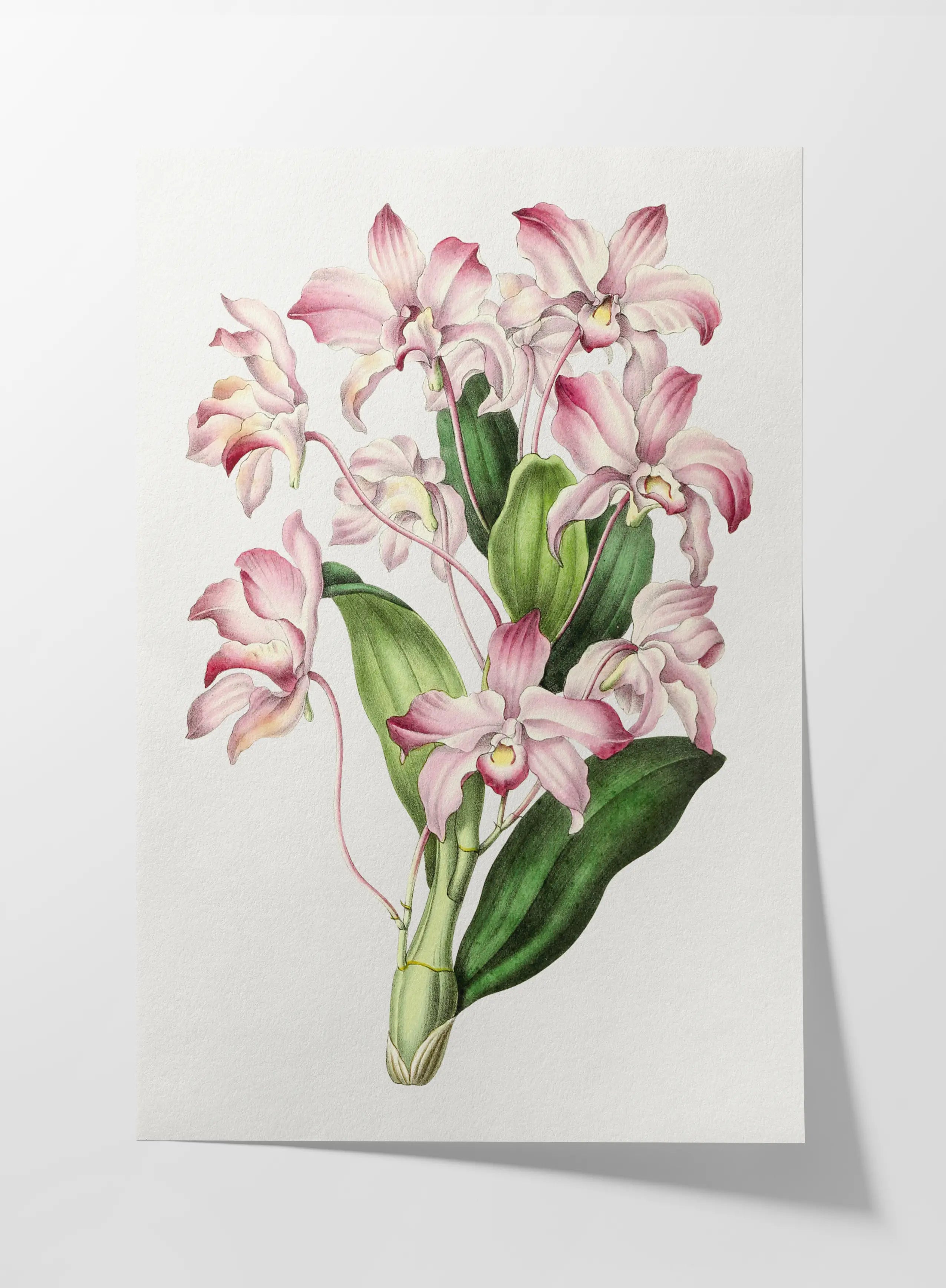Floral: Plate No. 18