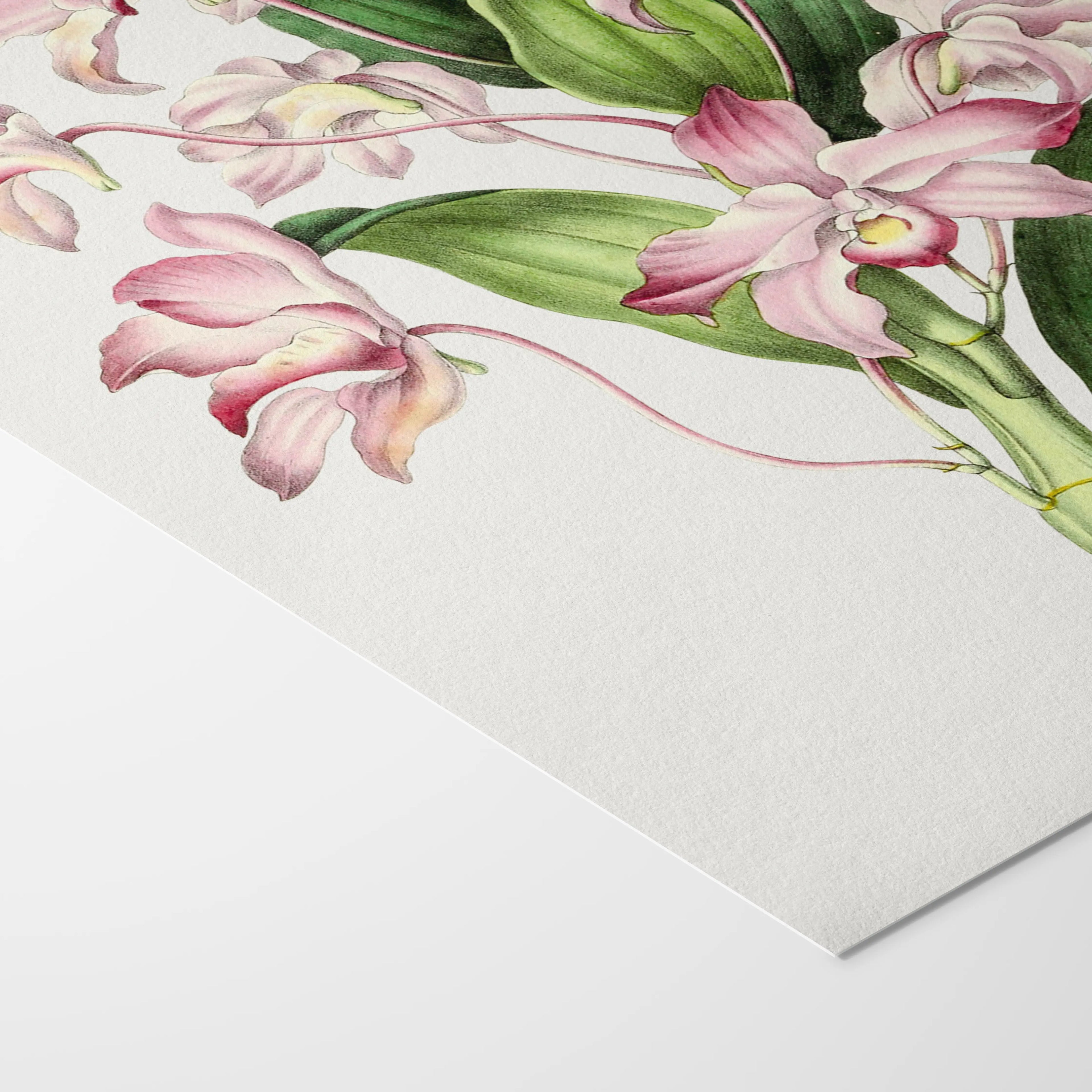 Floral: Plate No. 18