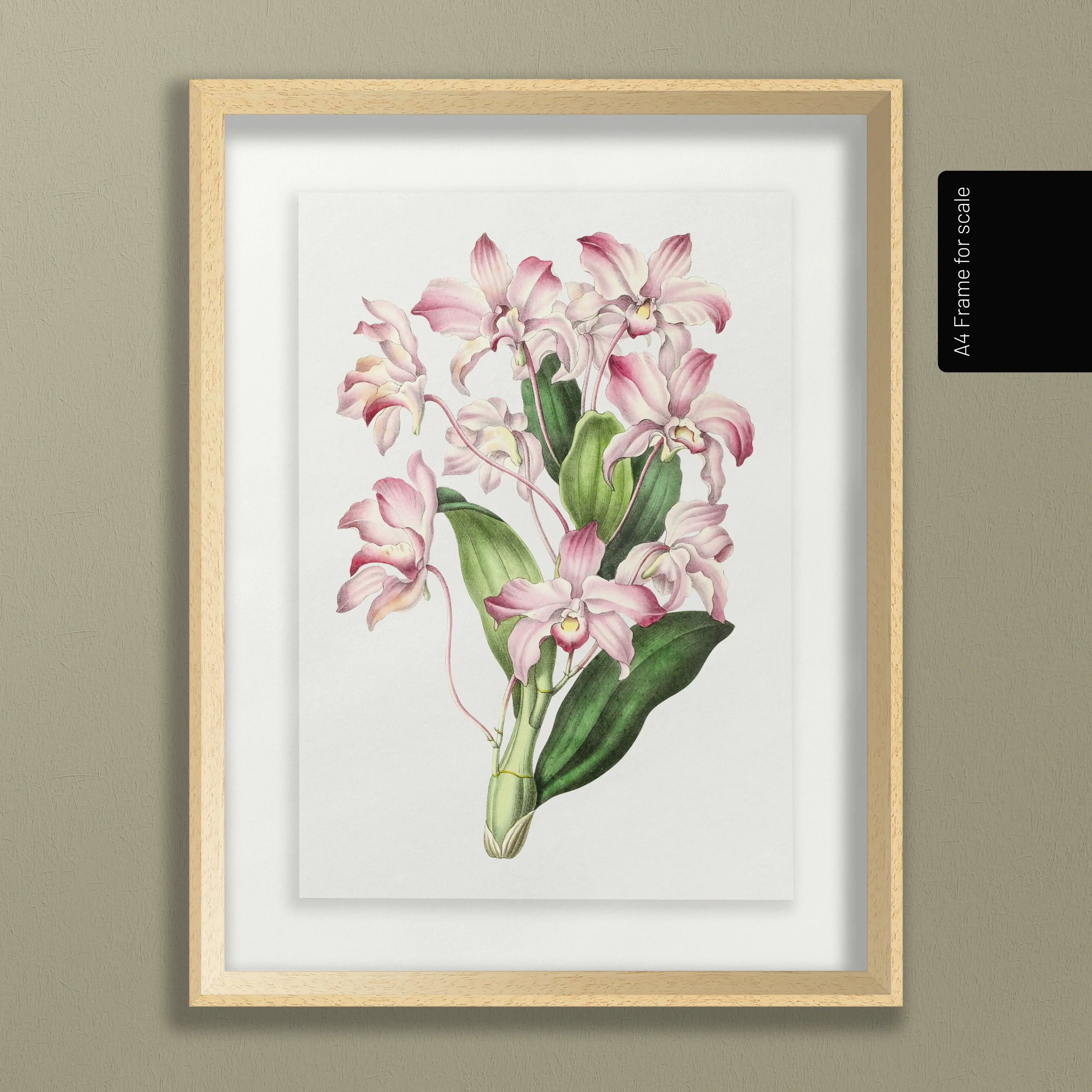 Floral: Plate No. 18