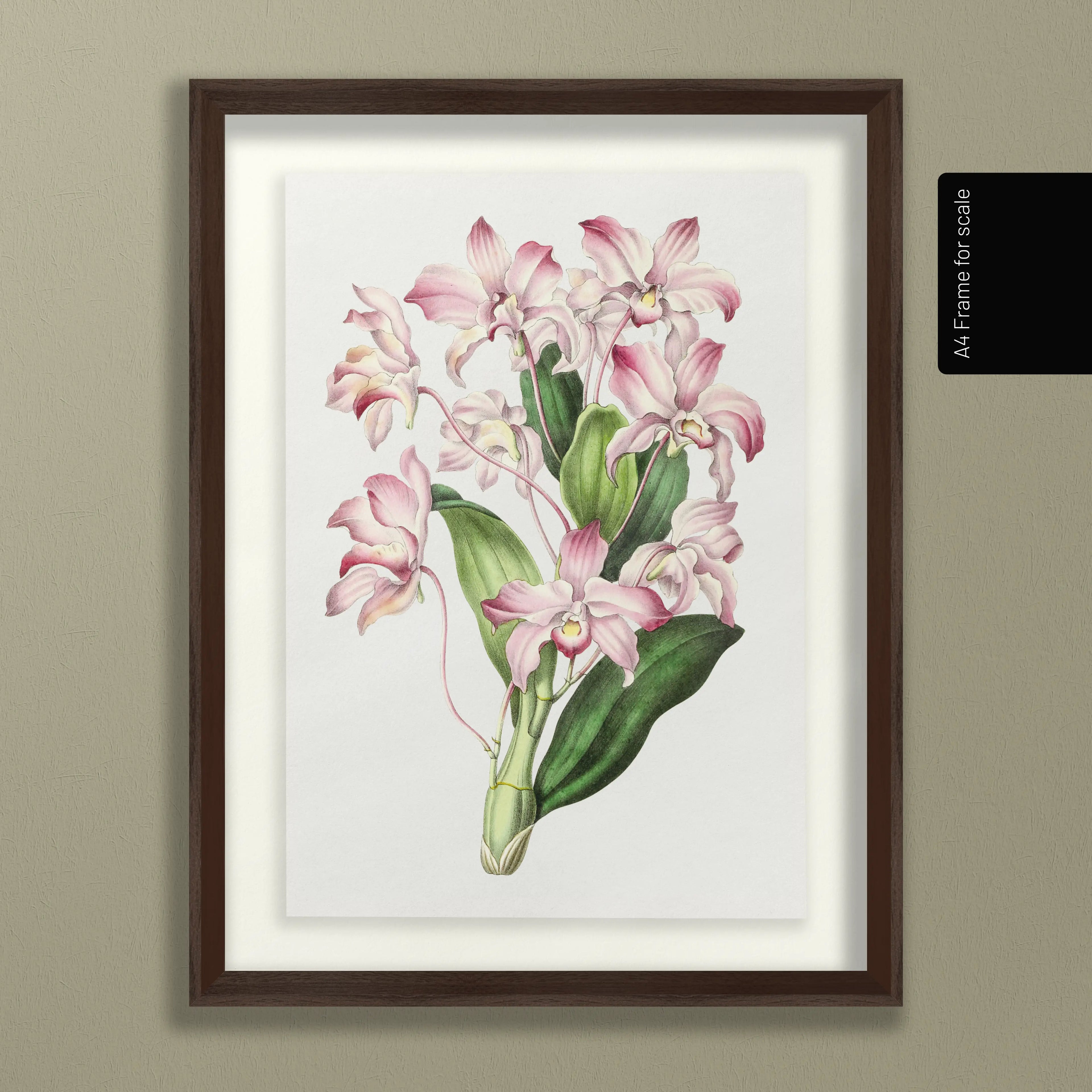 Floral: Plate No. 18