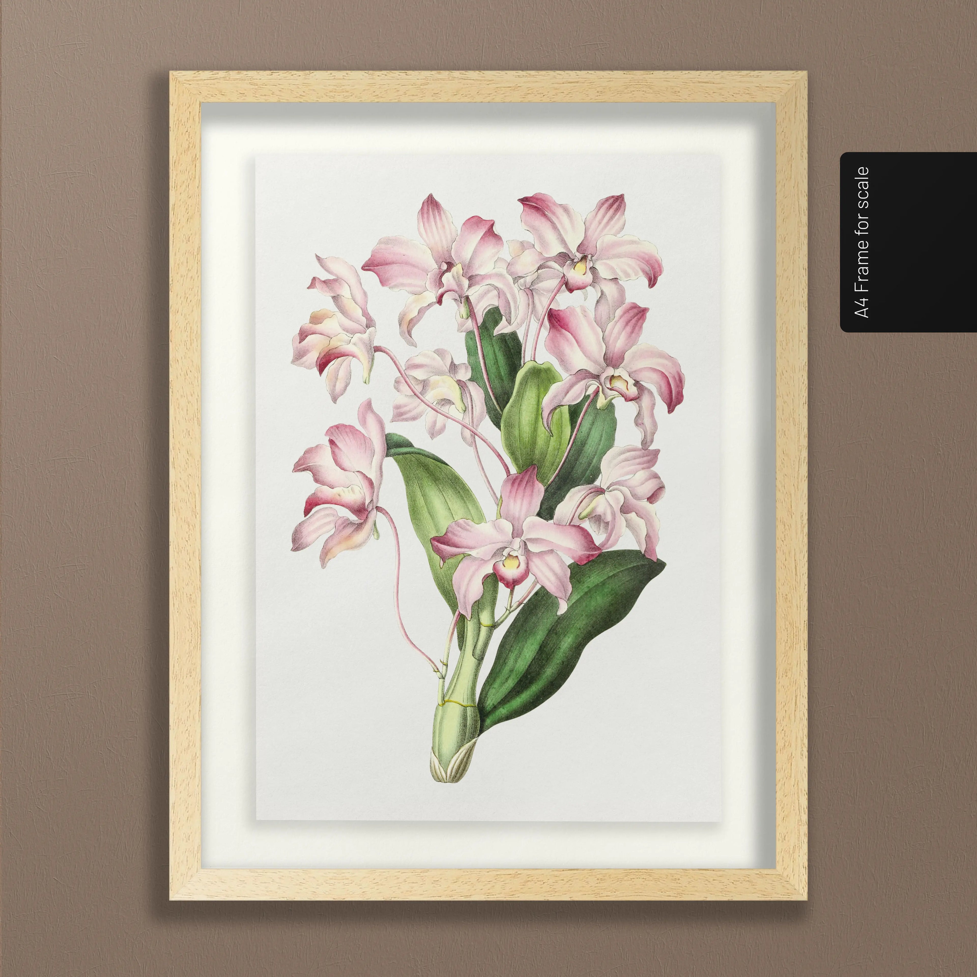 Floral: Plate No. 18