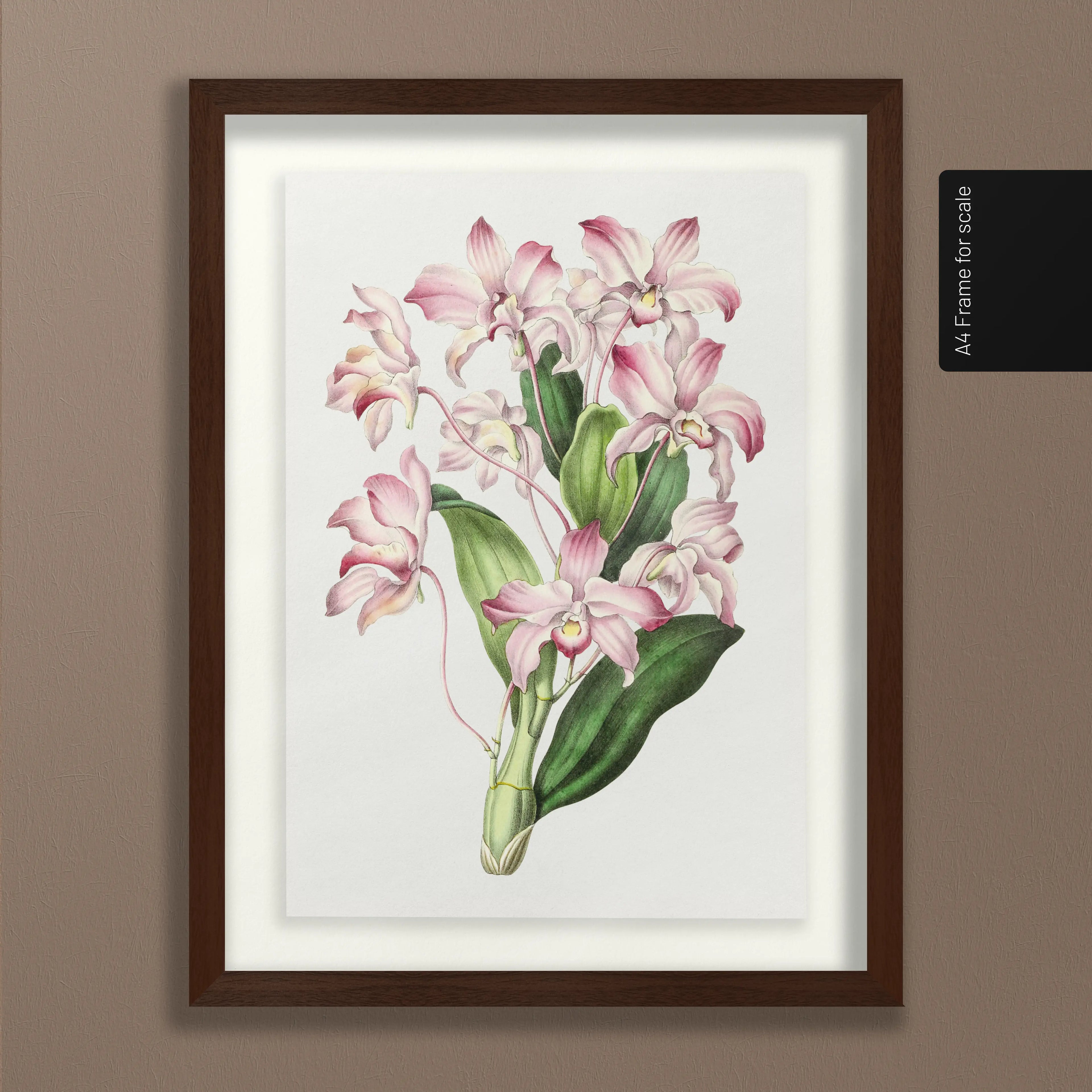 Floral: Plate No. 18