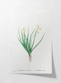 Floral: Plate No. 19
