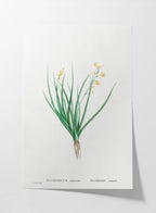 Floral: Plate No. 19