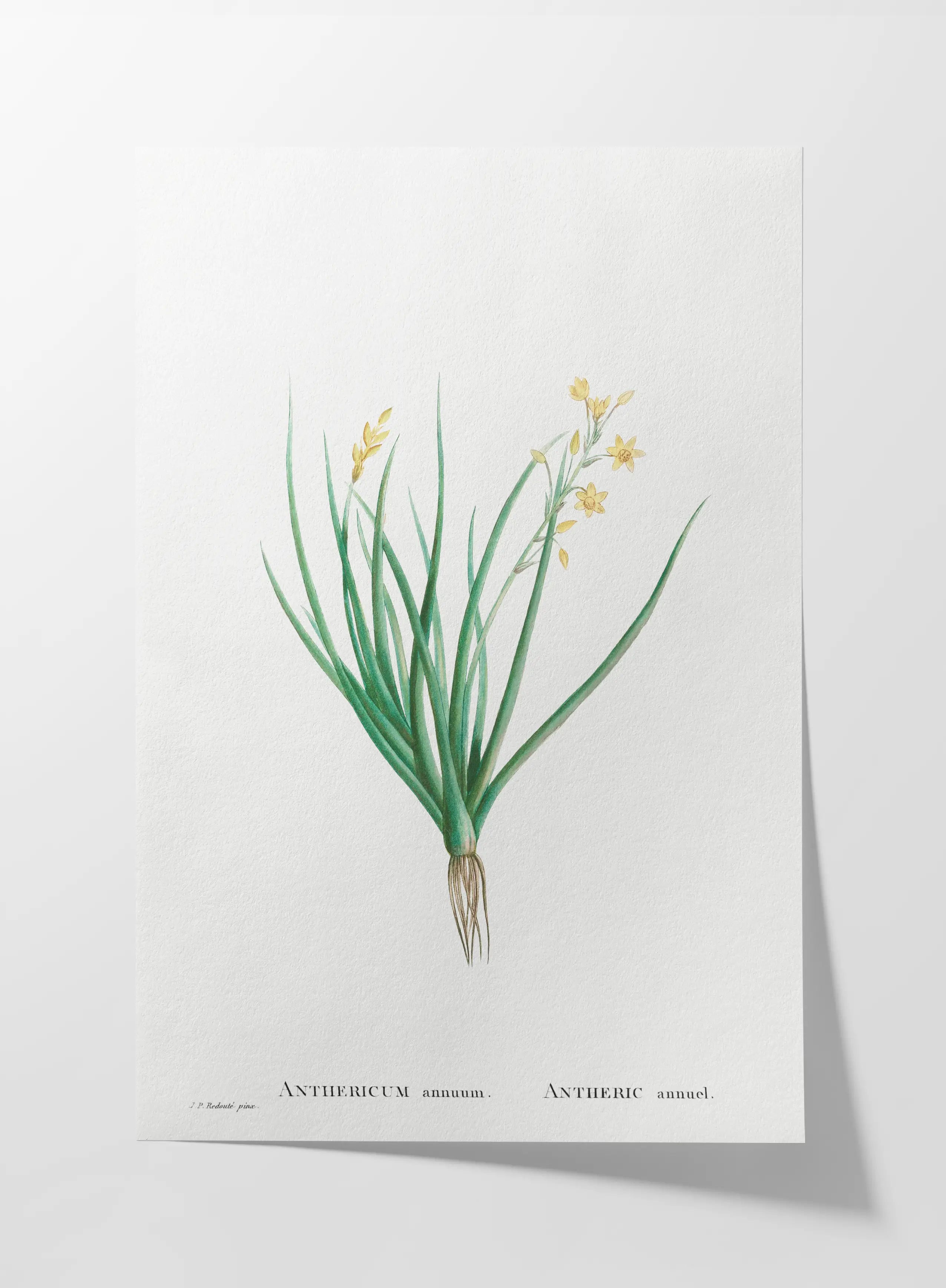 Floral: Plate No. 19