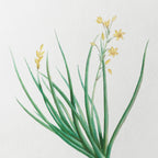 Floral: Plate No. 19