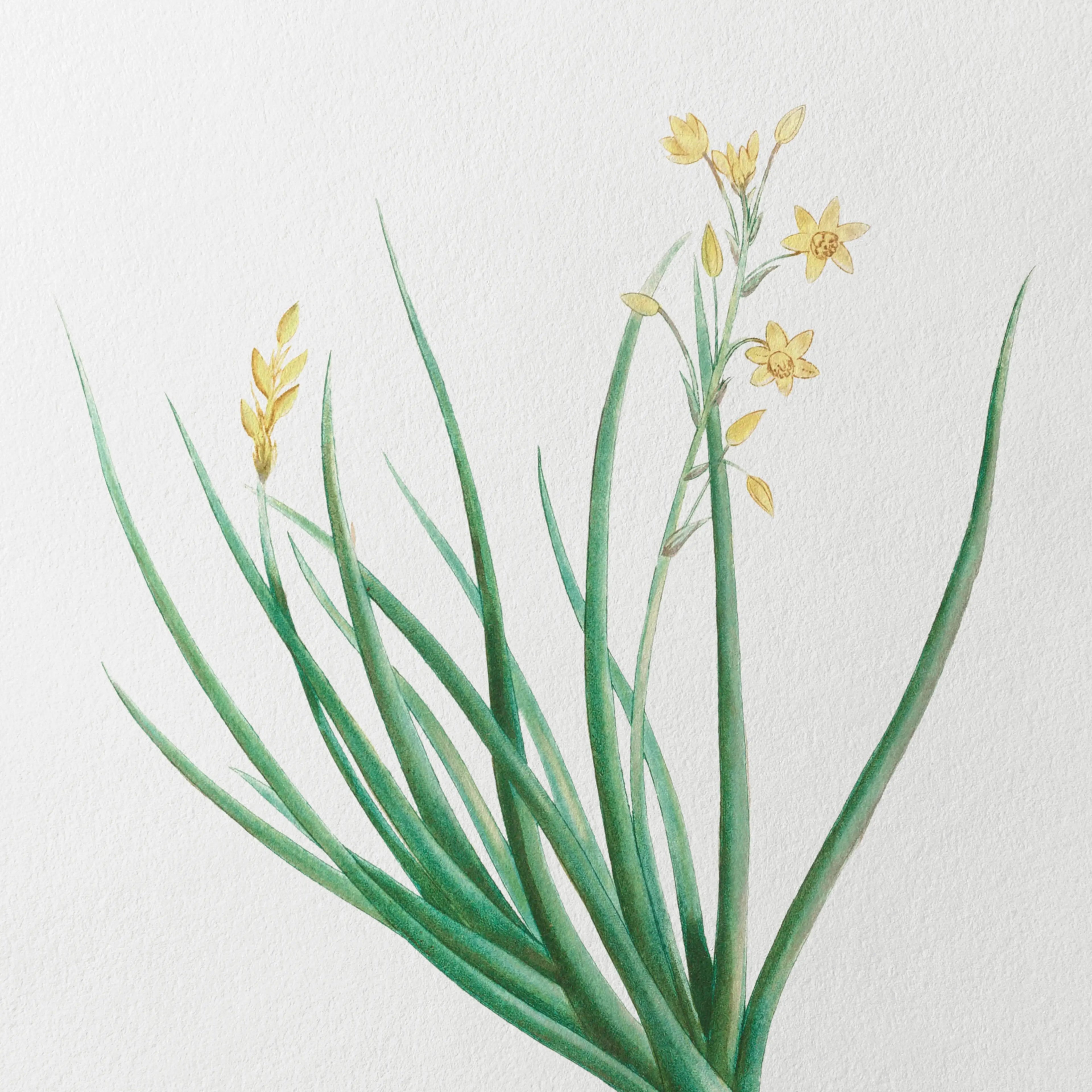 Floral: Plate No. 19