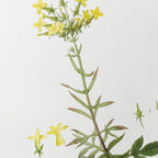 Floral: Plate No. 20