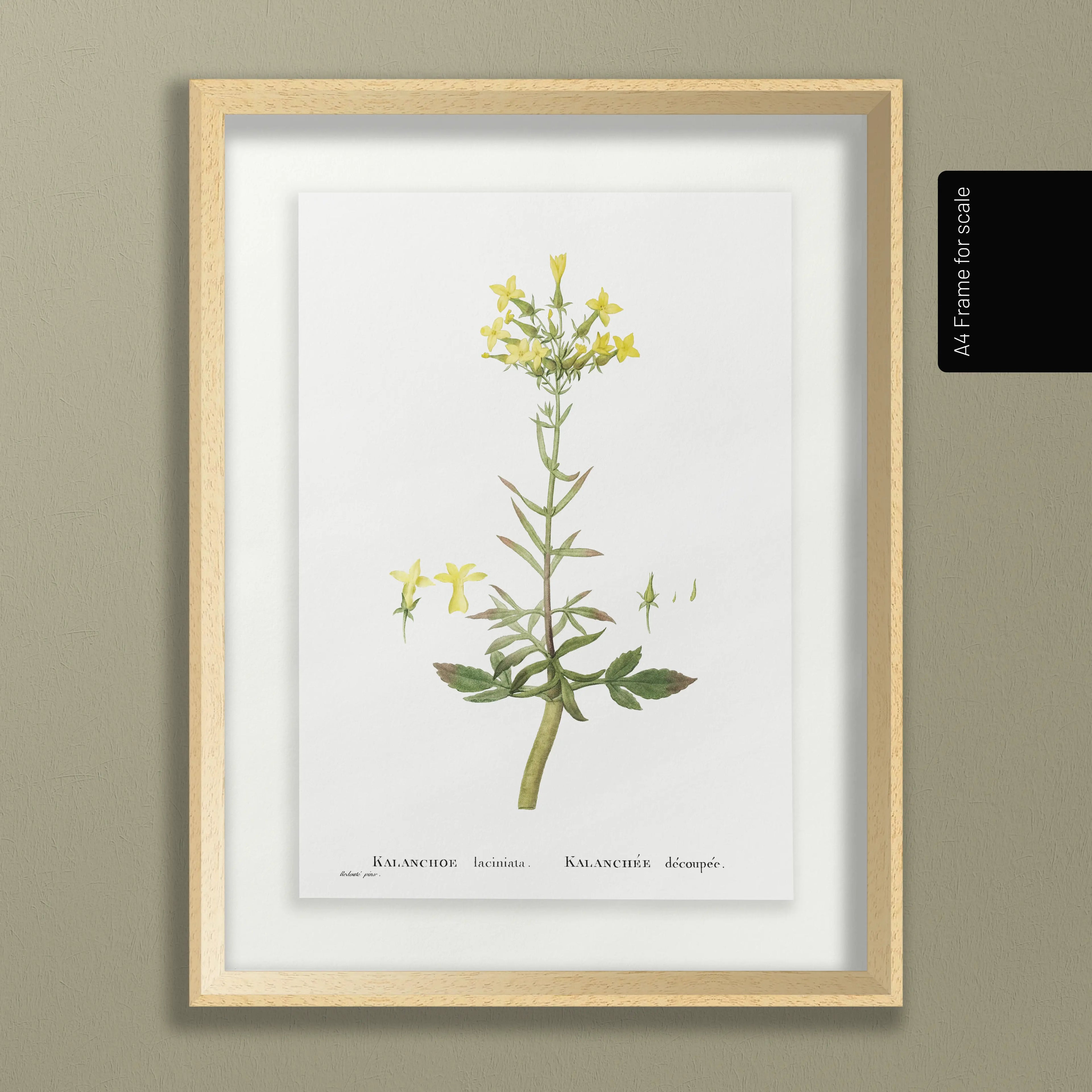 Floral: Plate No. 20