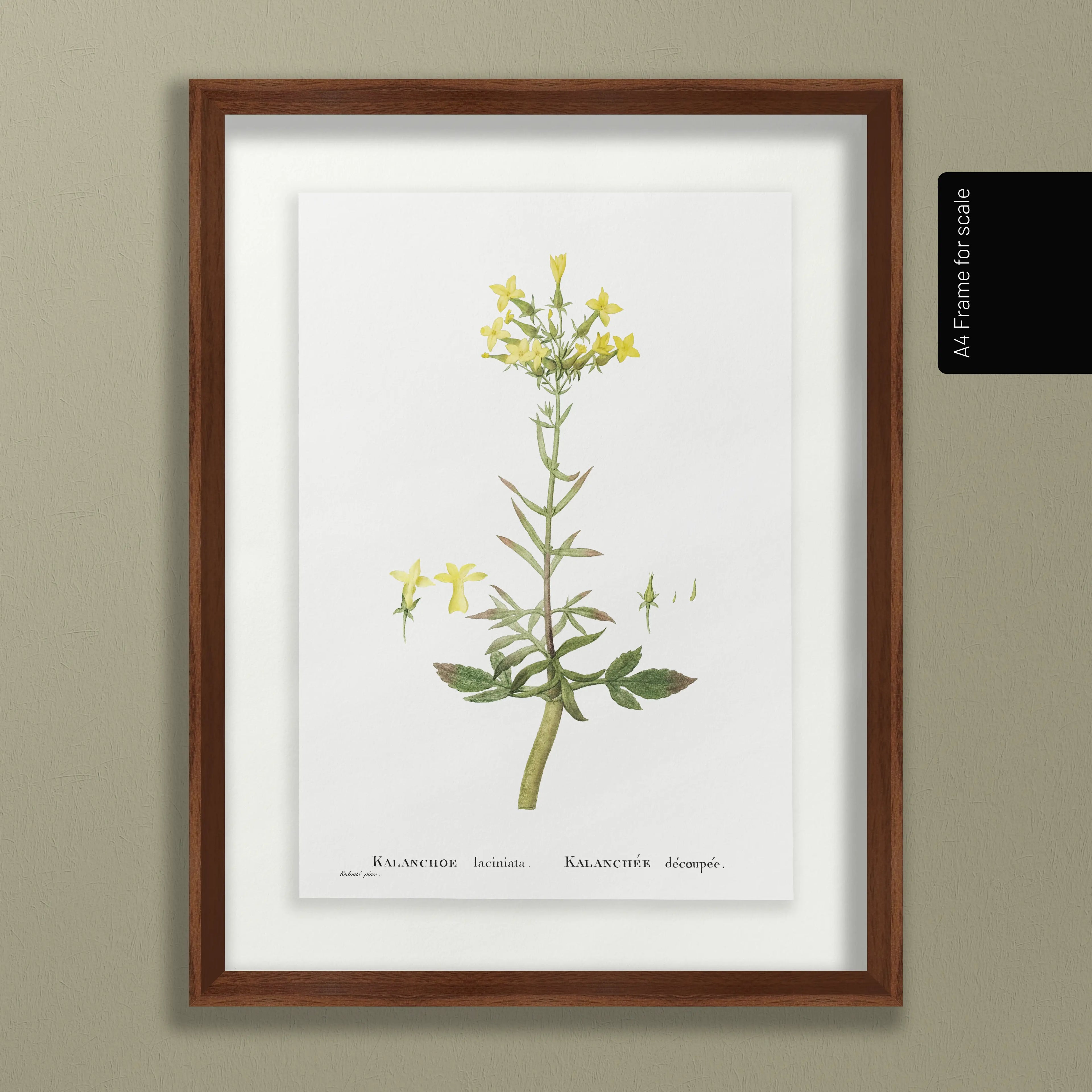 Floral: Plate No. 20