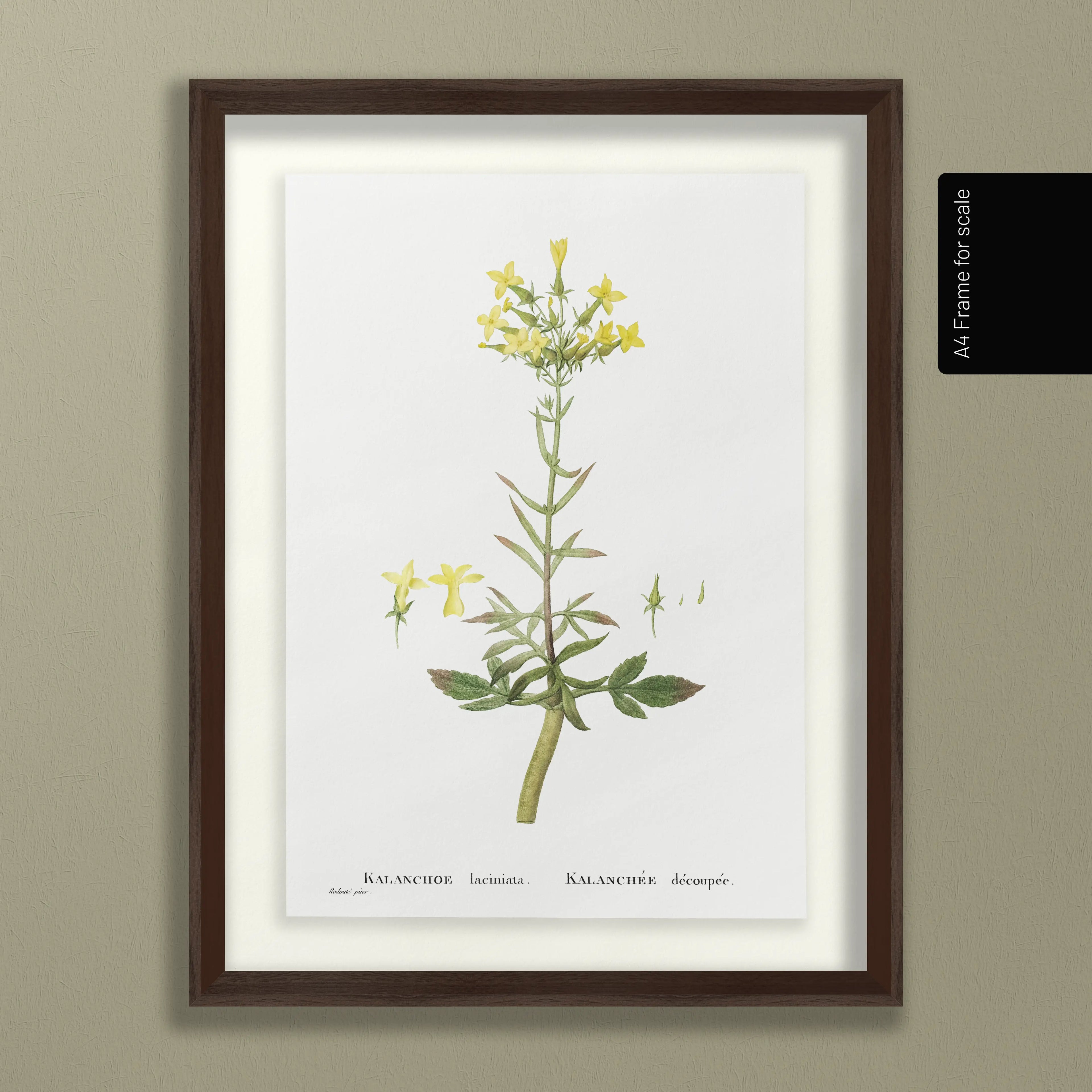 Floral: Plate No. 20