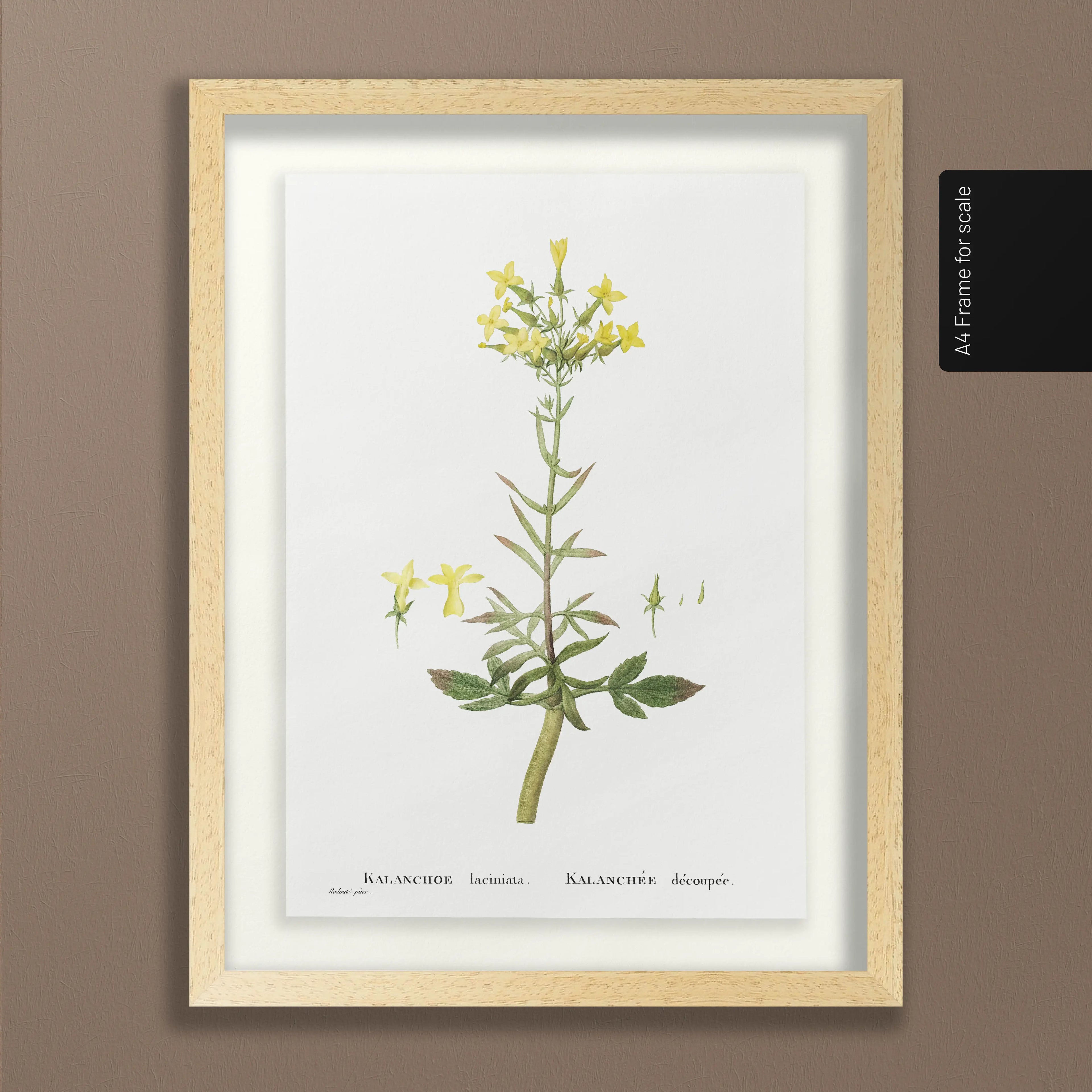 Floral: Plate No. 20