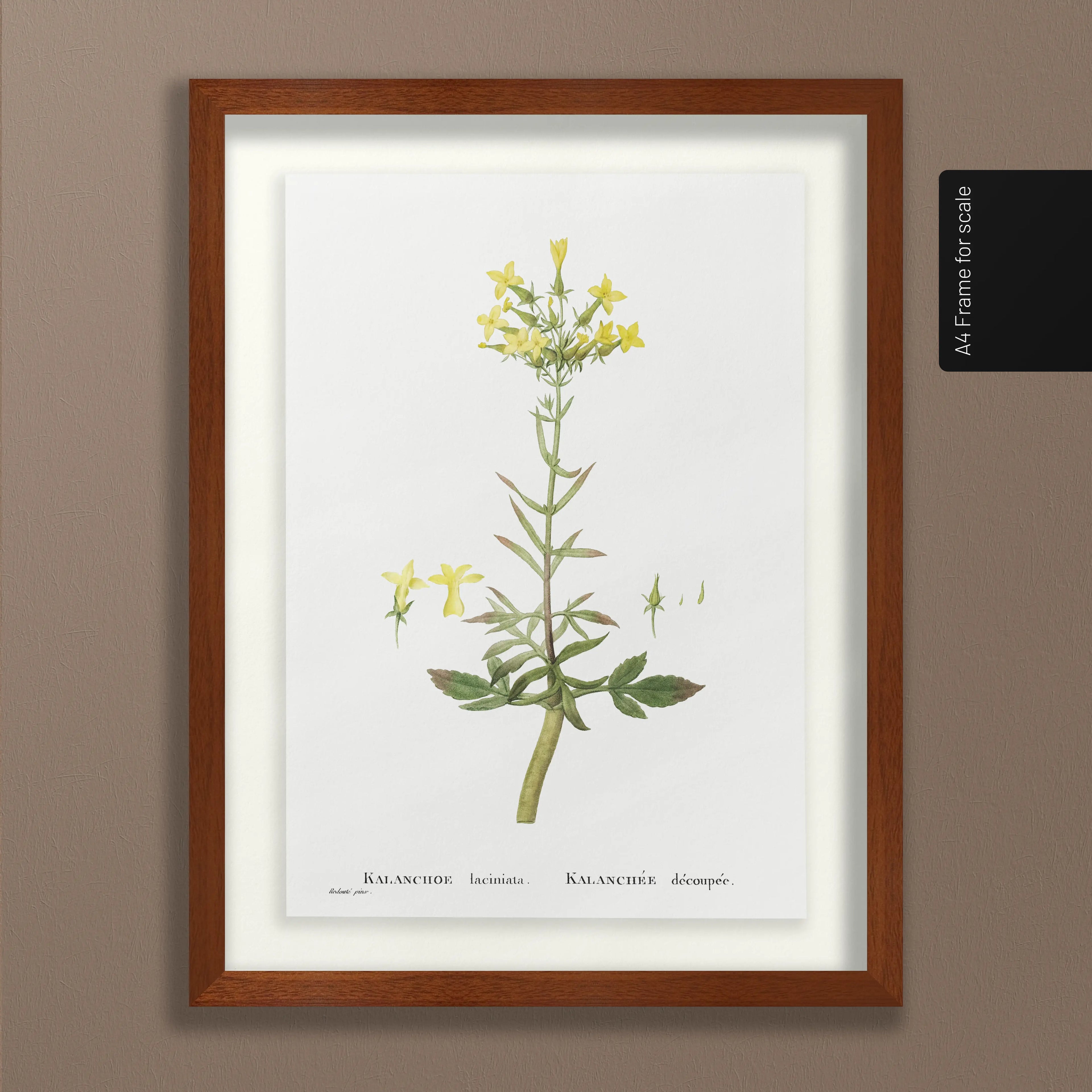 Floral: Plate No. 20