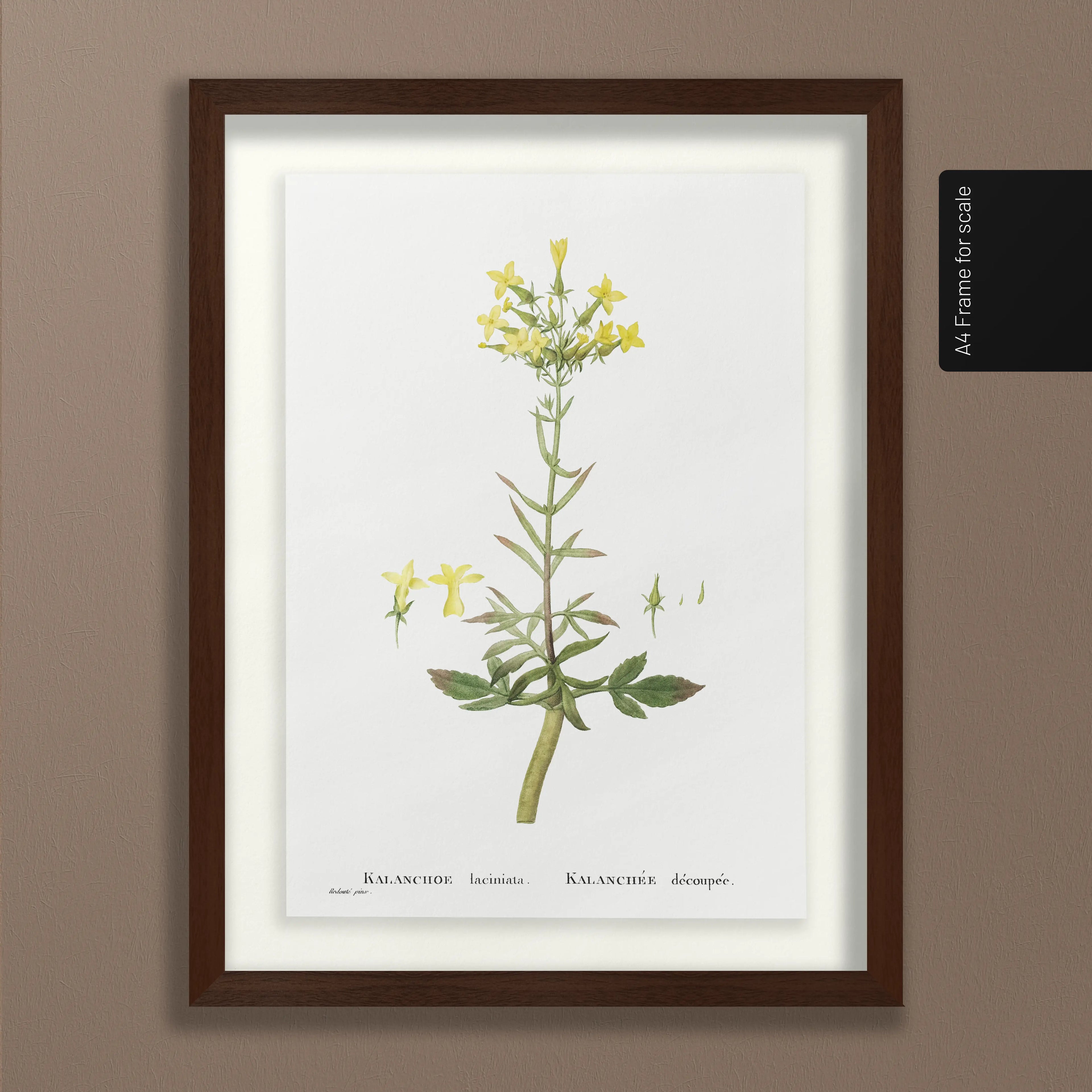 Floral: Plate No. 20