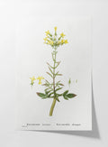 Floral: Plate No. 20