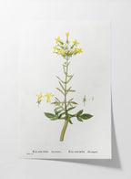 Floral: Plate No. 20