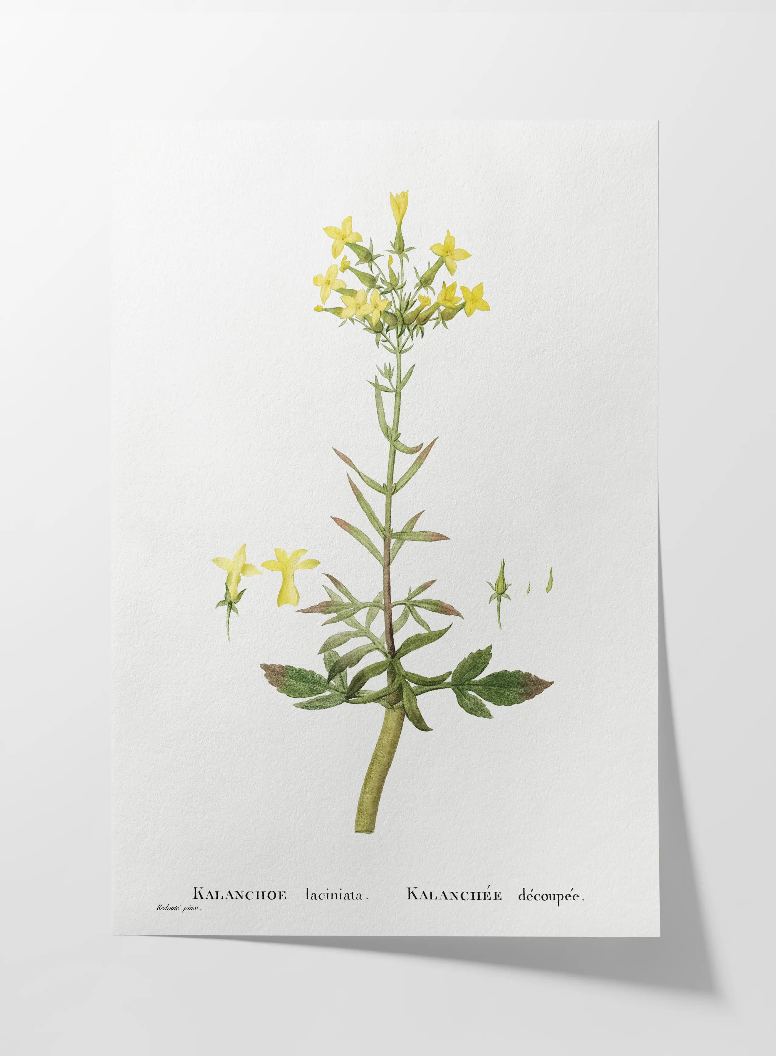 Floral: Plate No. 20