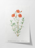 Floral: Plate No. 21