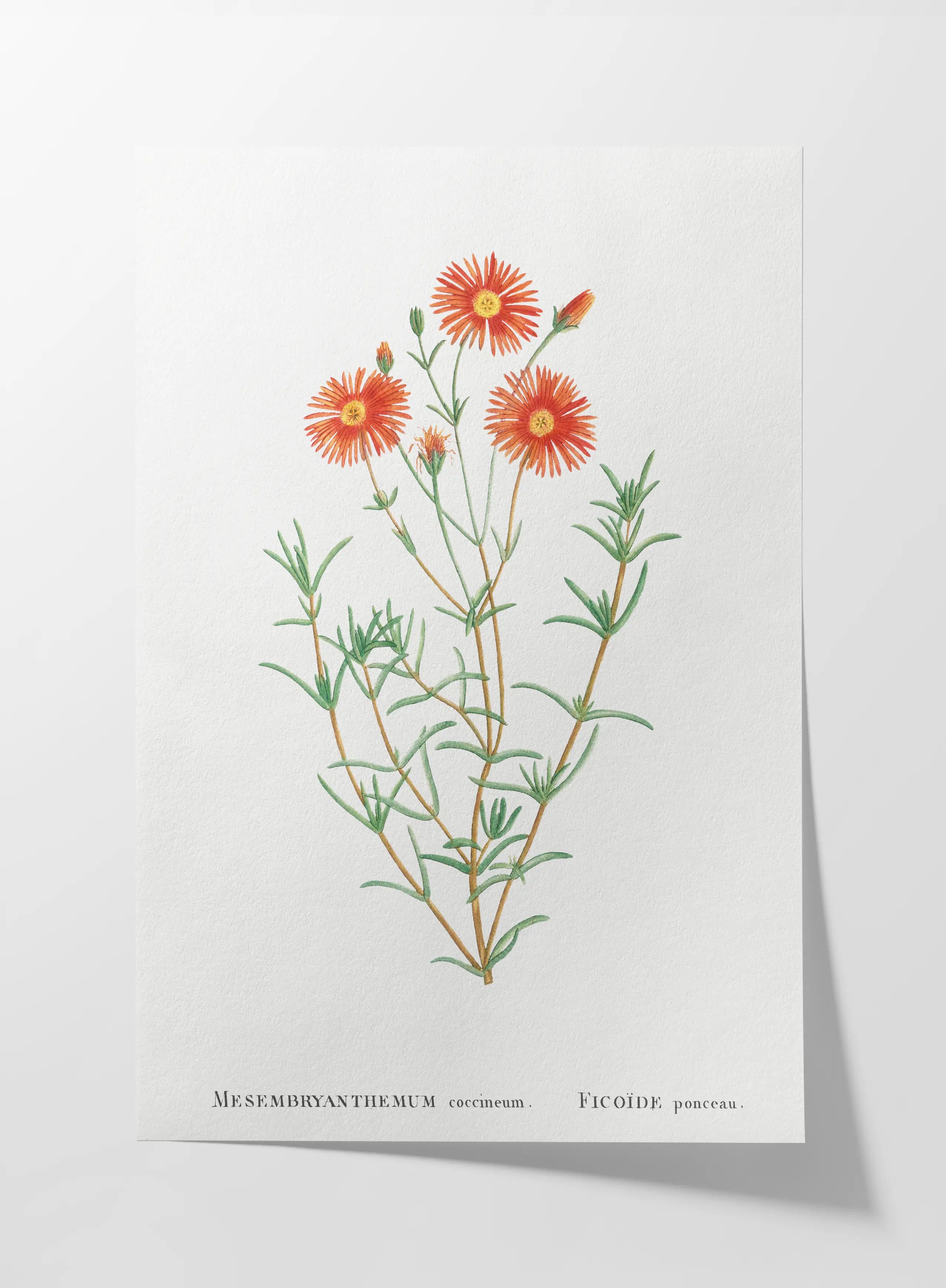 Floral: Plate No. 21