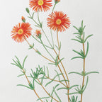 Floral: Plate No. 21