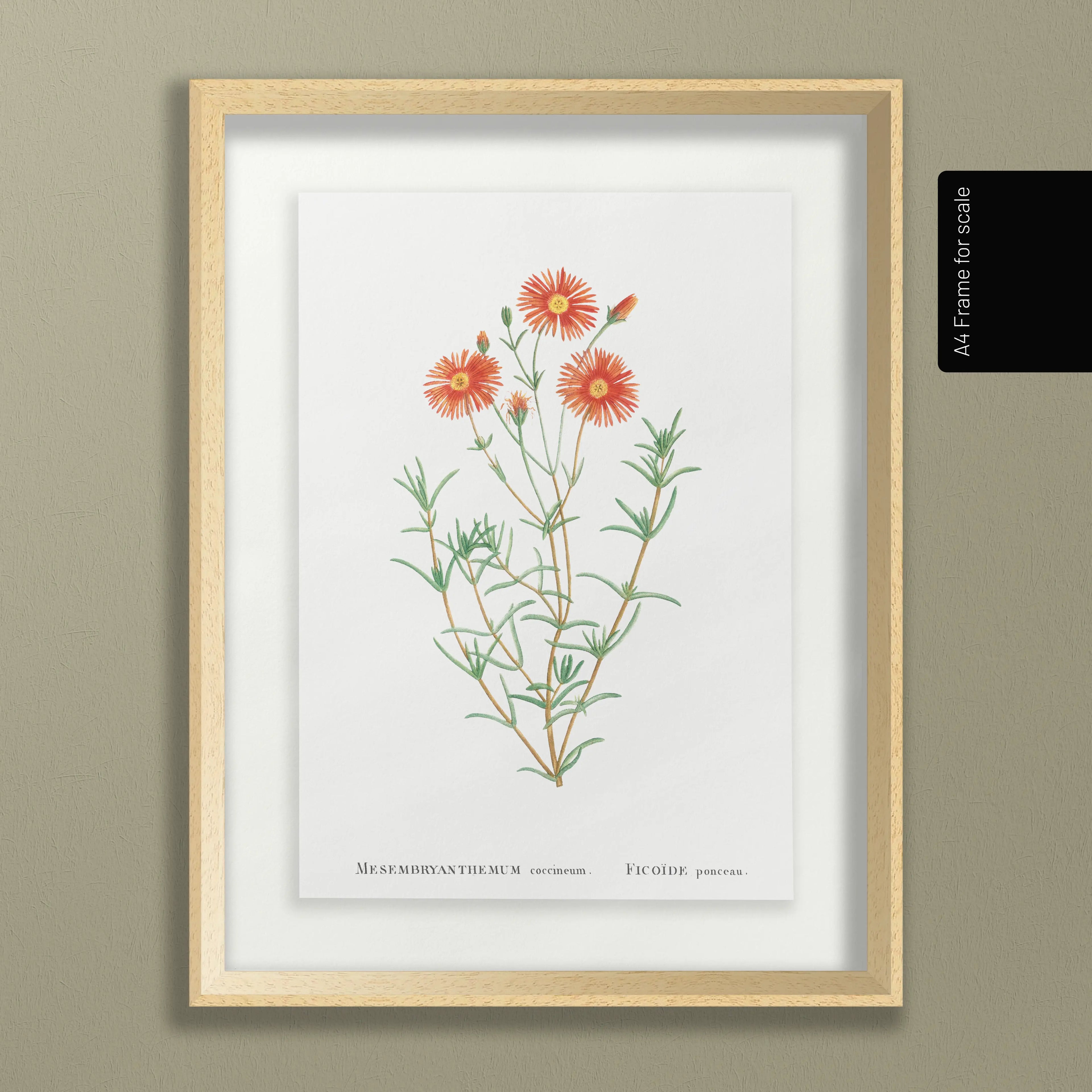 Floral: Plate No. 21