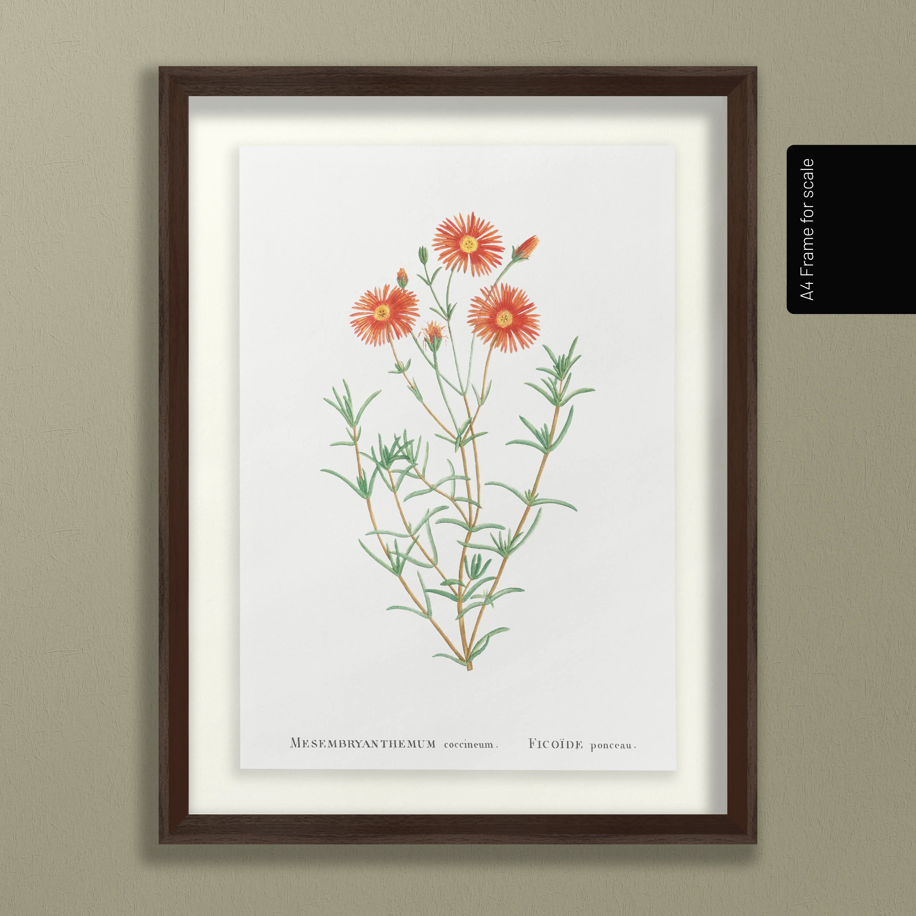 Floral: Plate No. 21