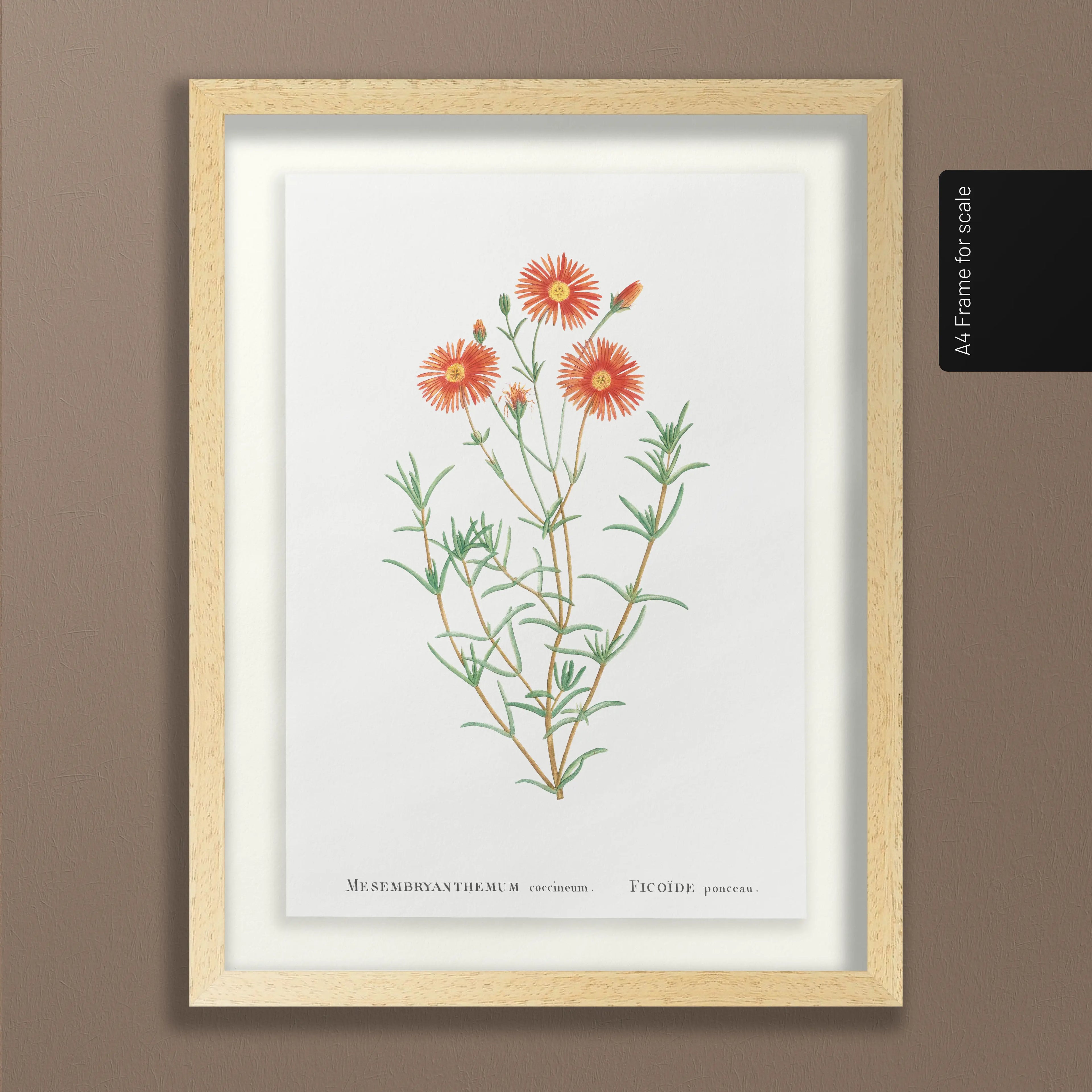 Floral: Plate No. 21