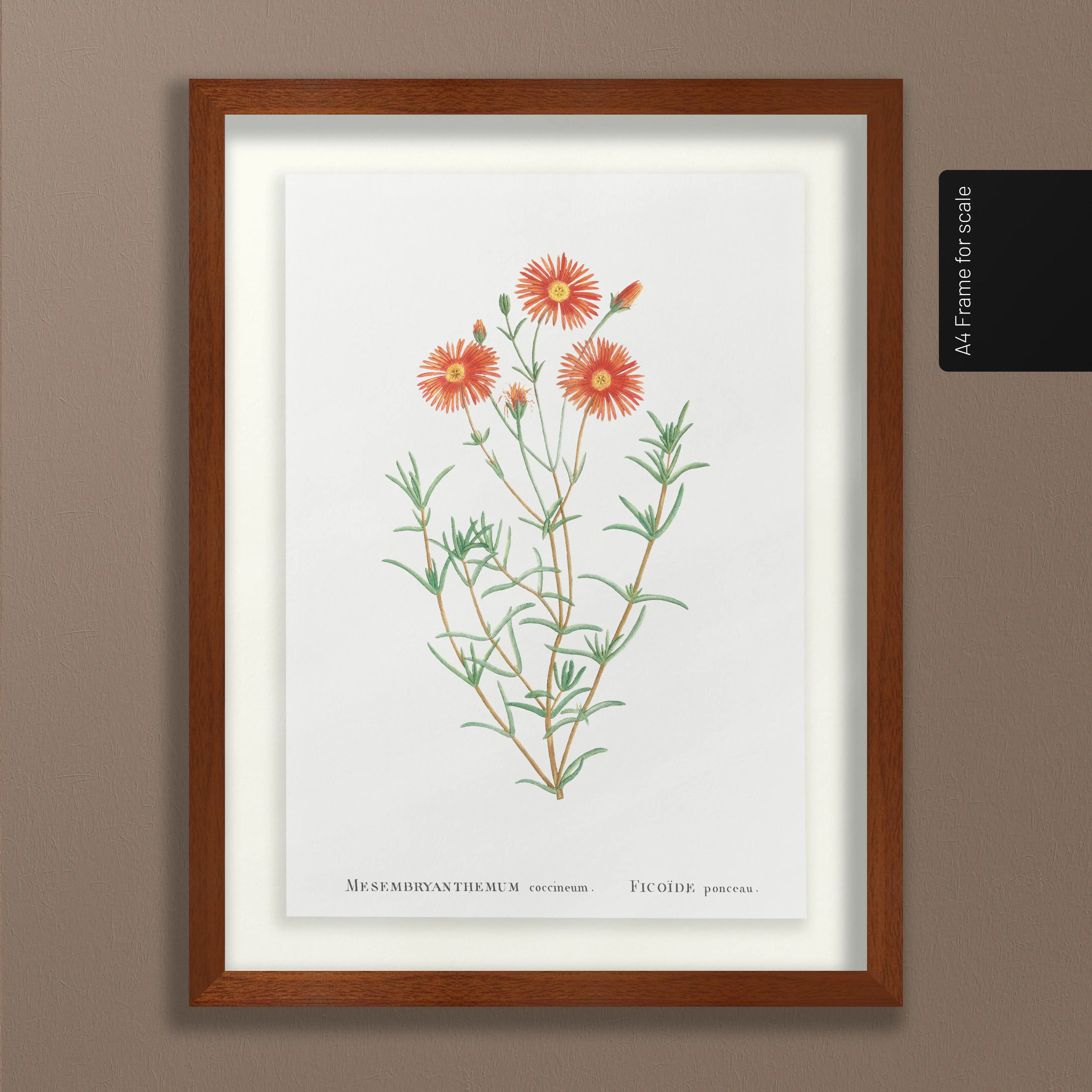 Floral: Plate No. 21