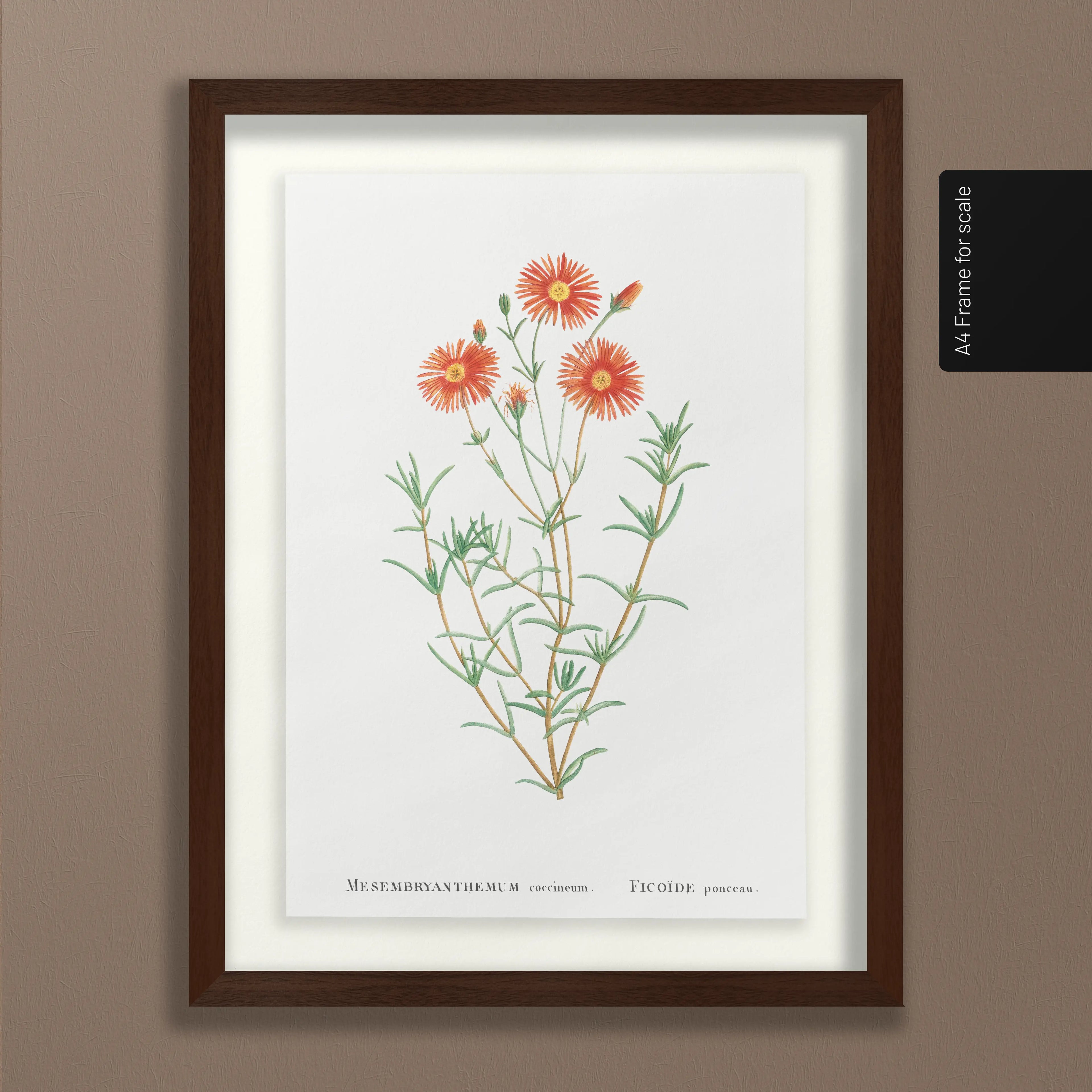 Floral: Plate No. 21