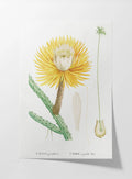 Floral: Plate No. 22