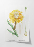 Floral: Plate No. 22