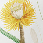 Floral: Plate No. 22