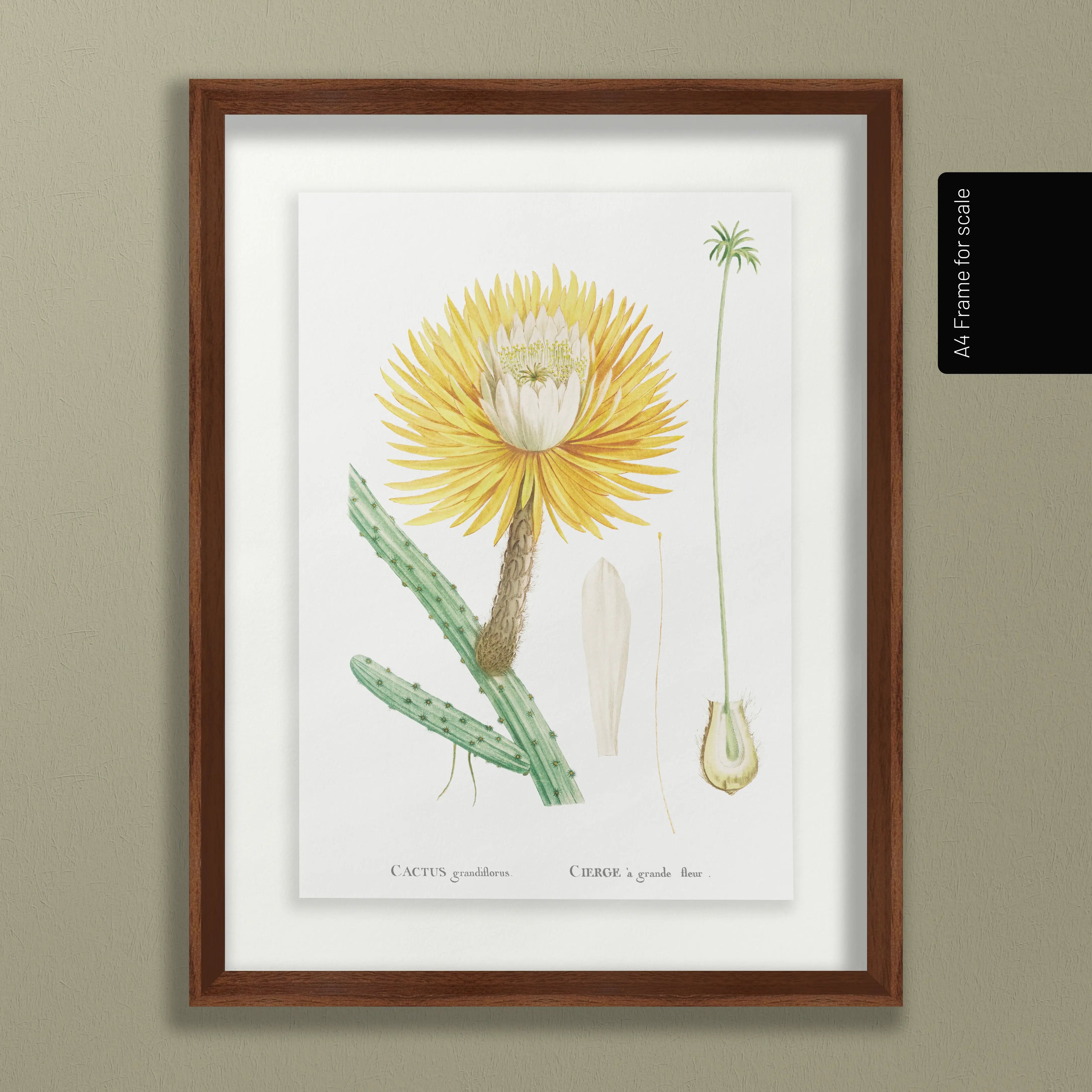 Floral: Plate No. 22