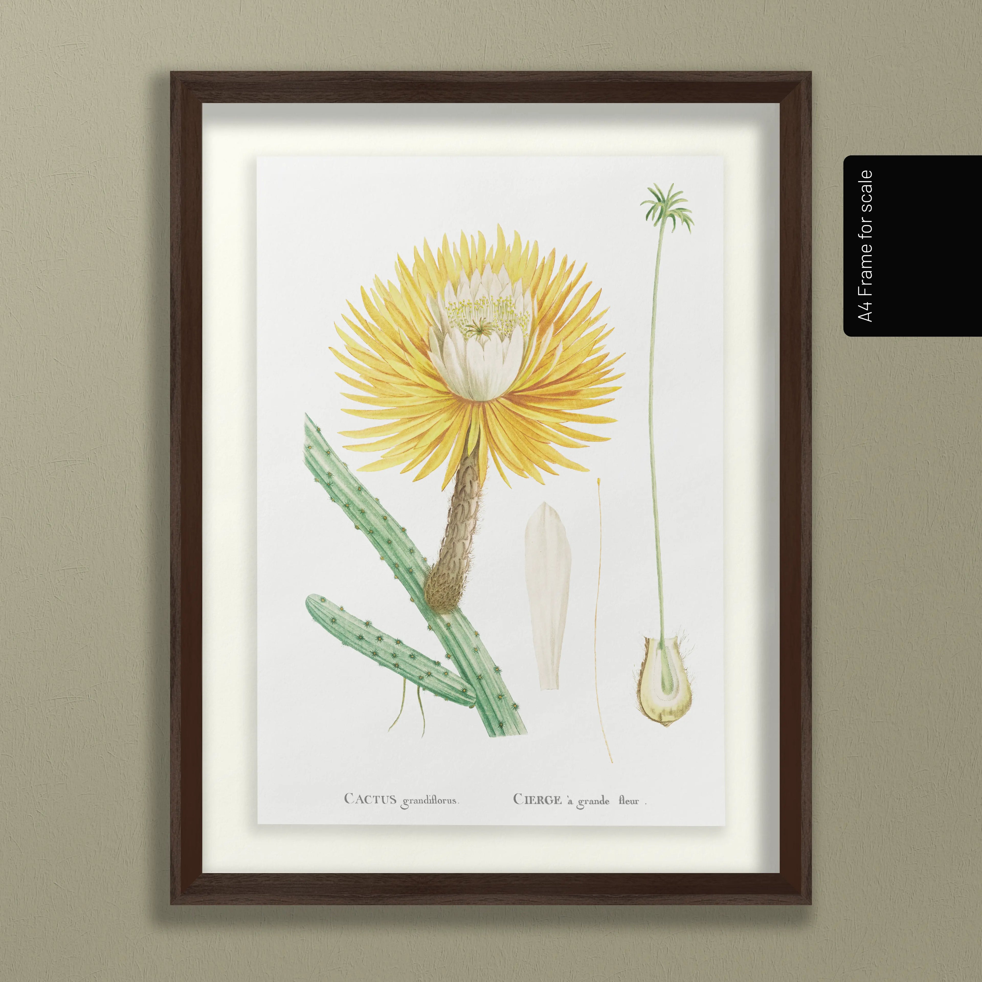 Floral: Plate No. 22
