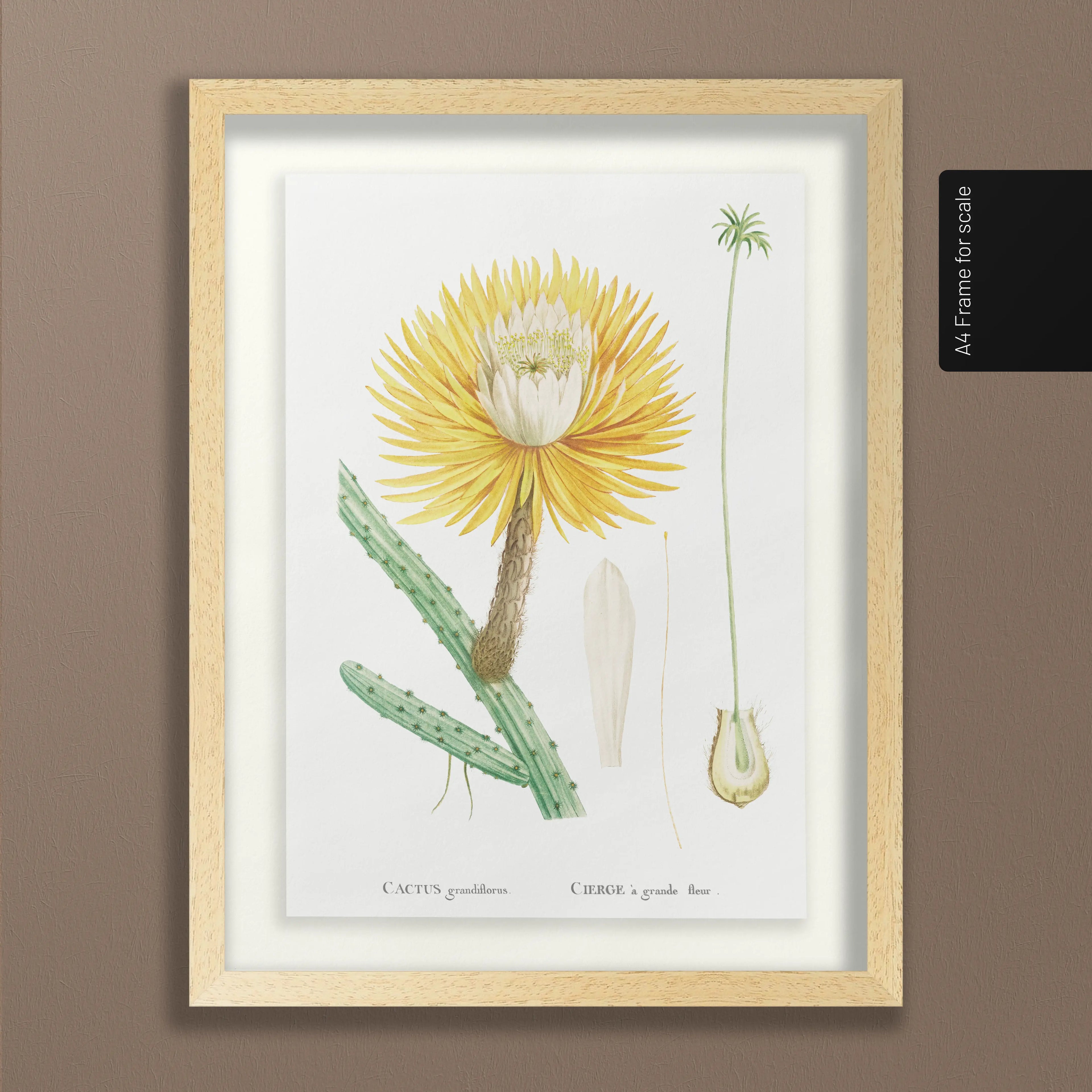 Floral: Plate No. 22