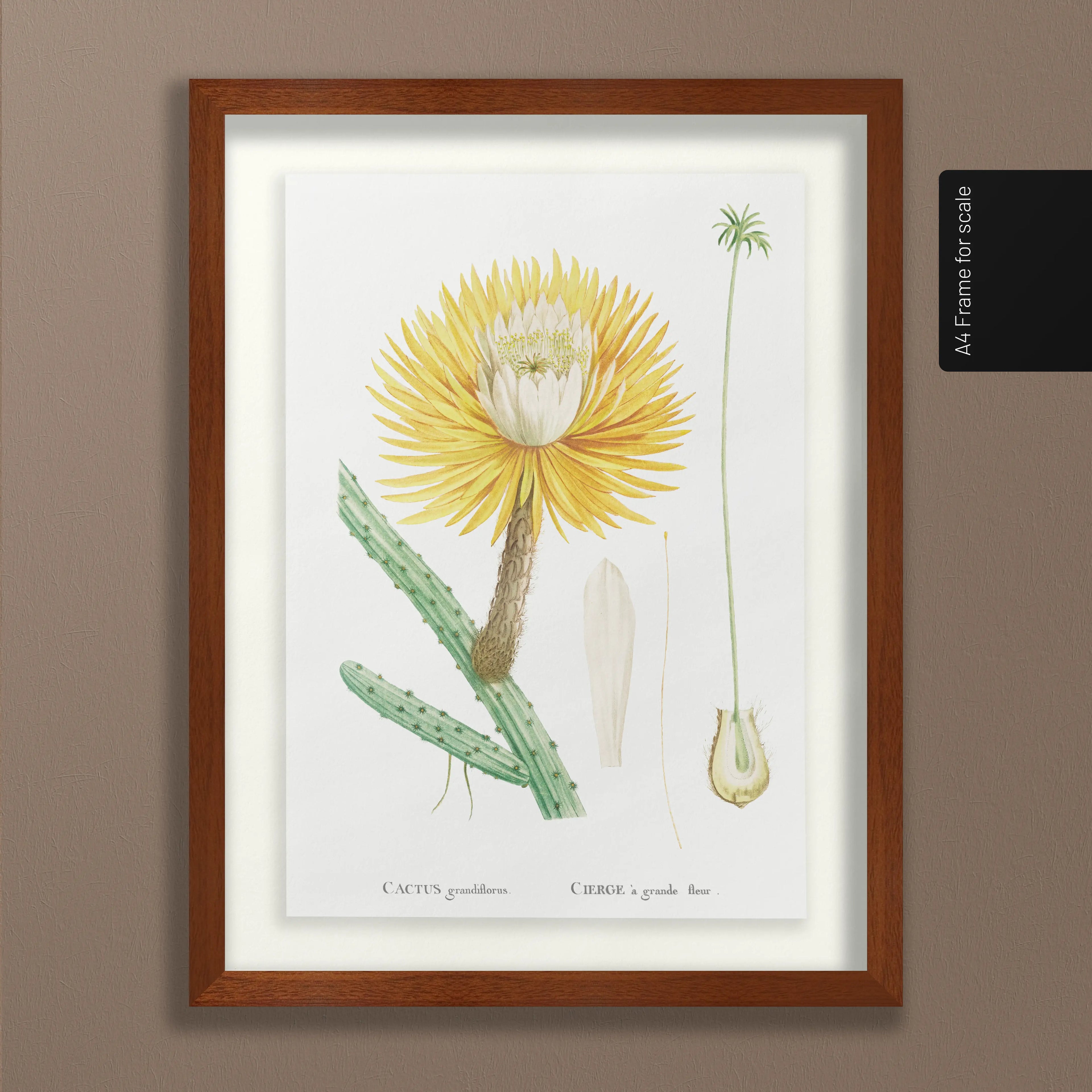 Floral: Plate No. 22