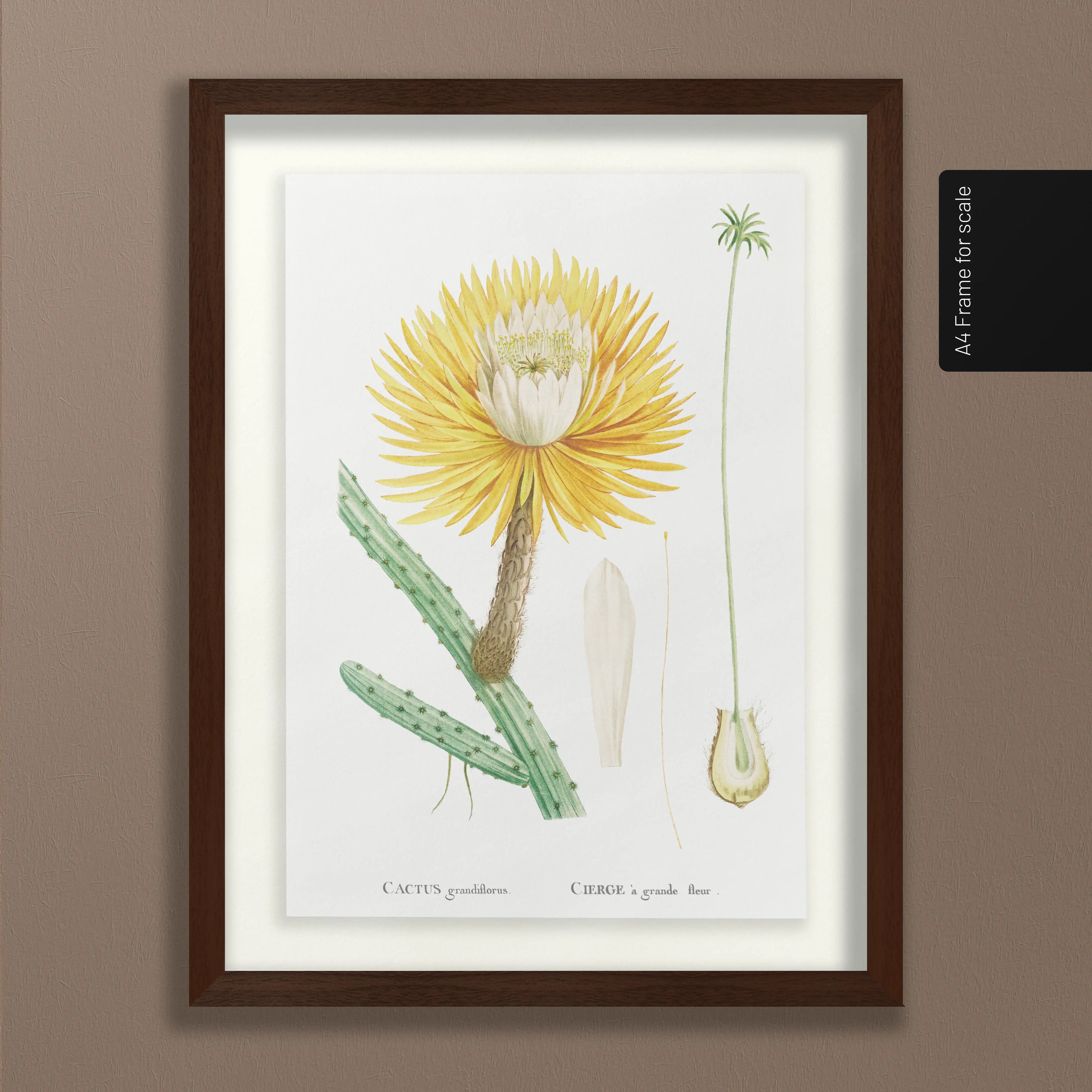 Floral: Plate No. 22