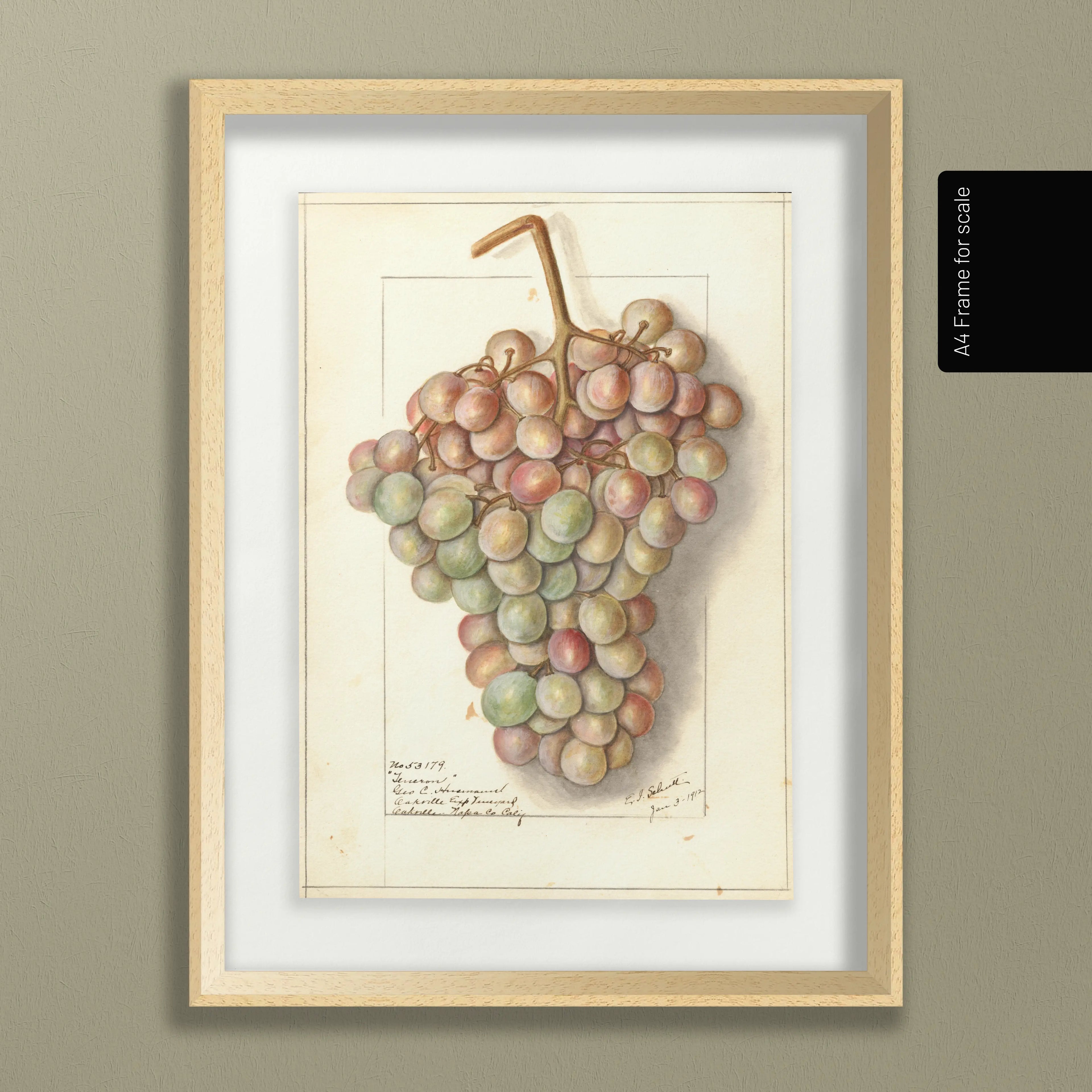 Fruits & Vegetables: Plate No. 01