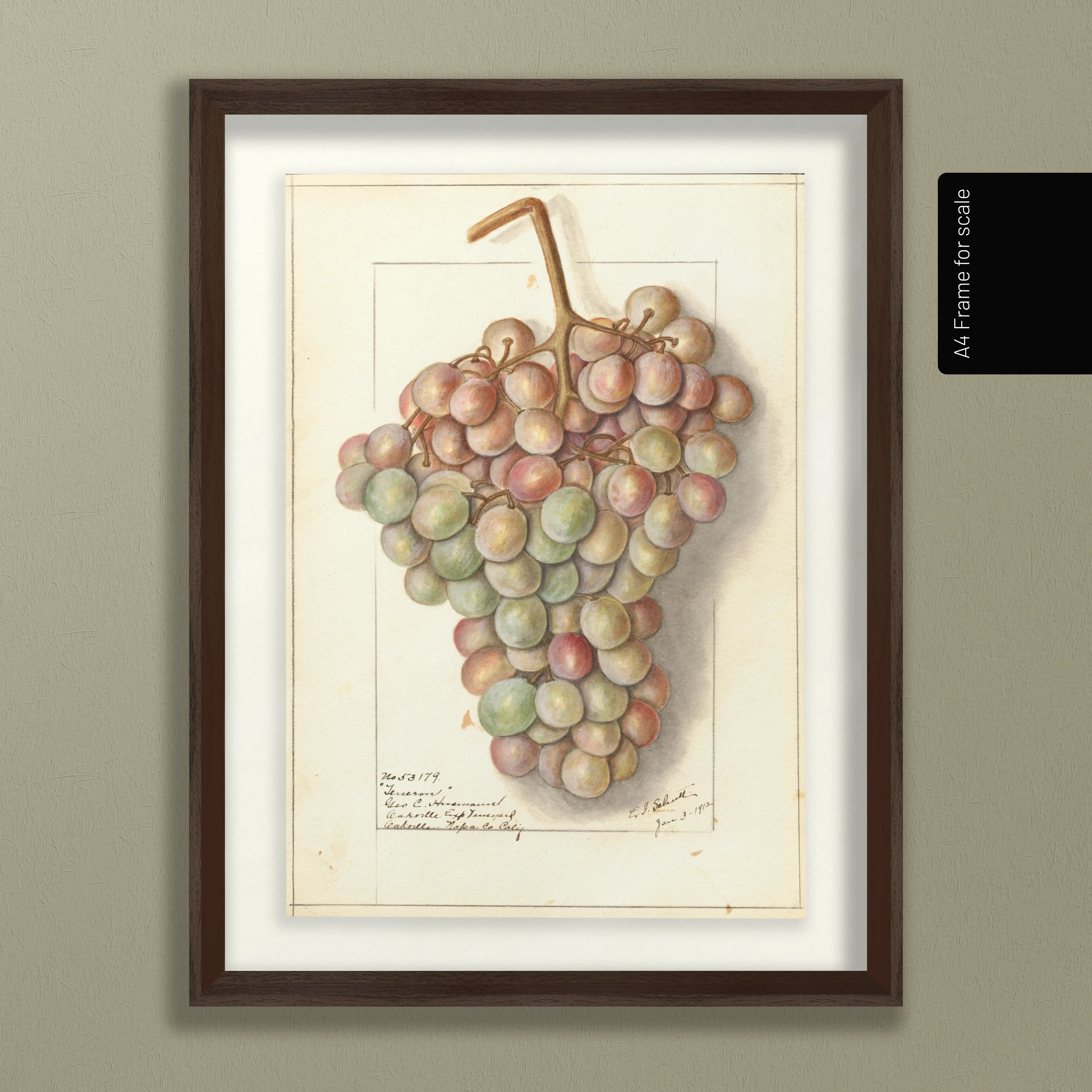 Fruits & Vegetables: Plate No. 01