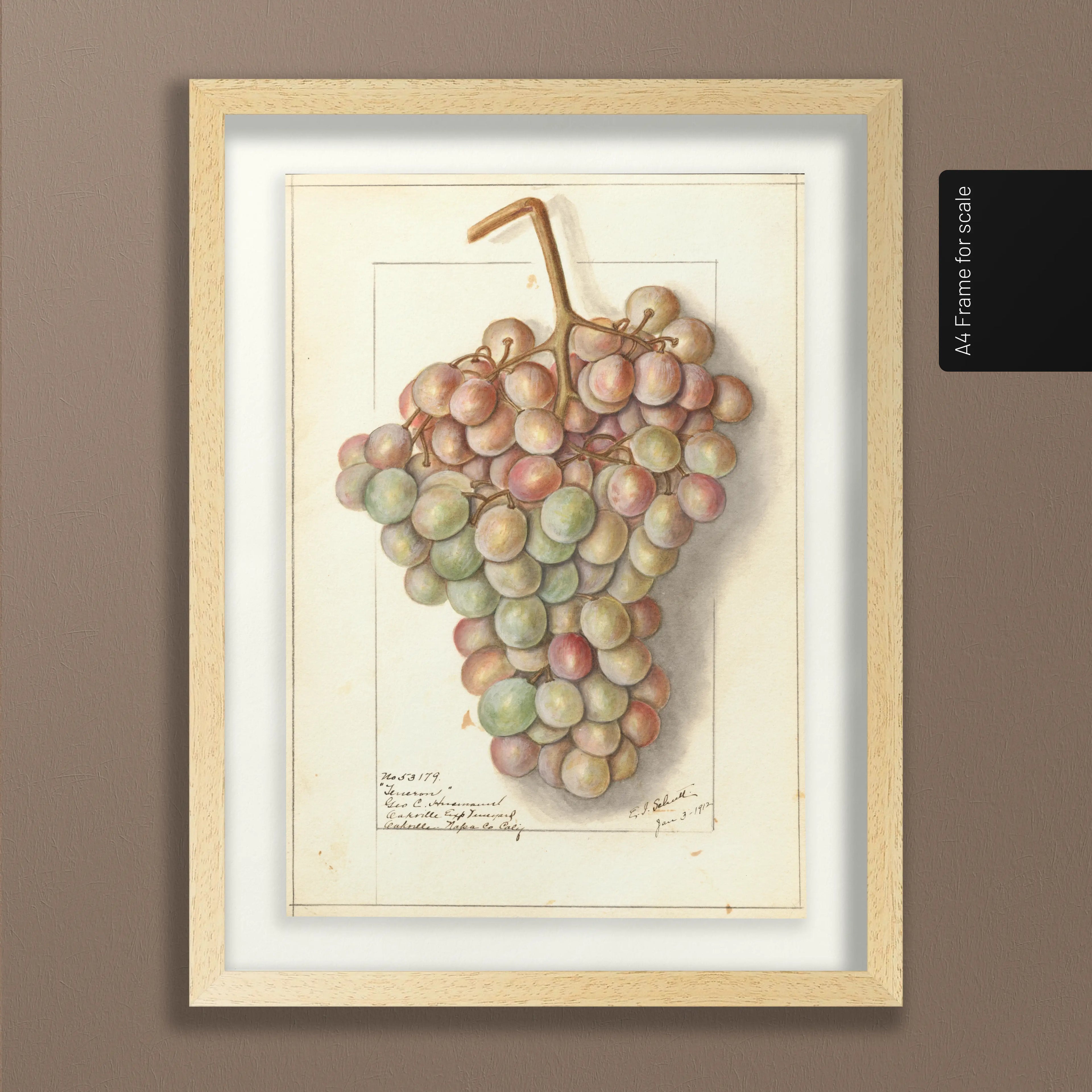 Fruits & Vegetables: Plate No. 01