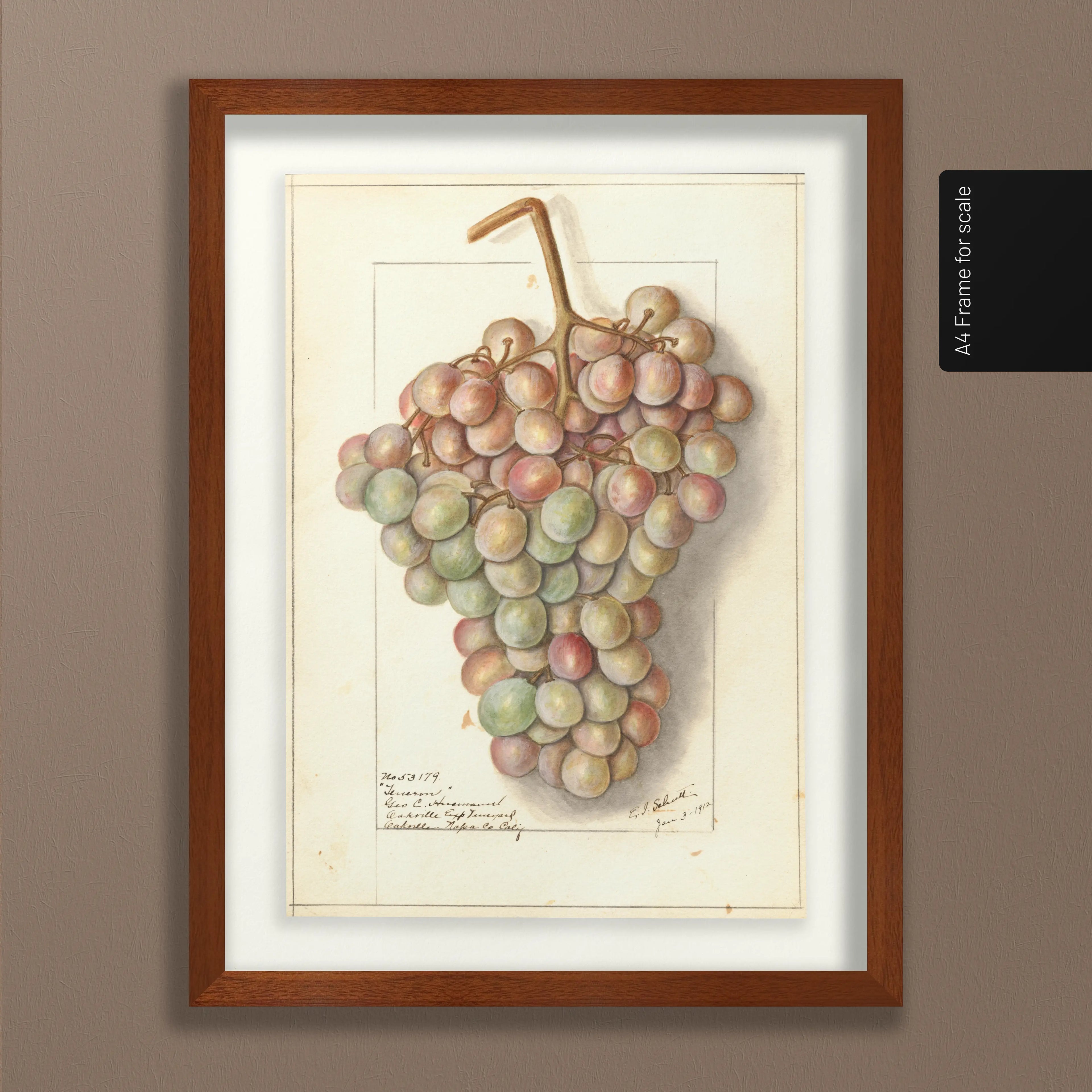 Fruits & Vegetables: Plate No. 01