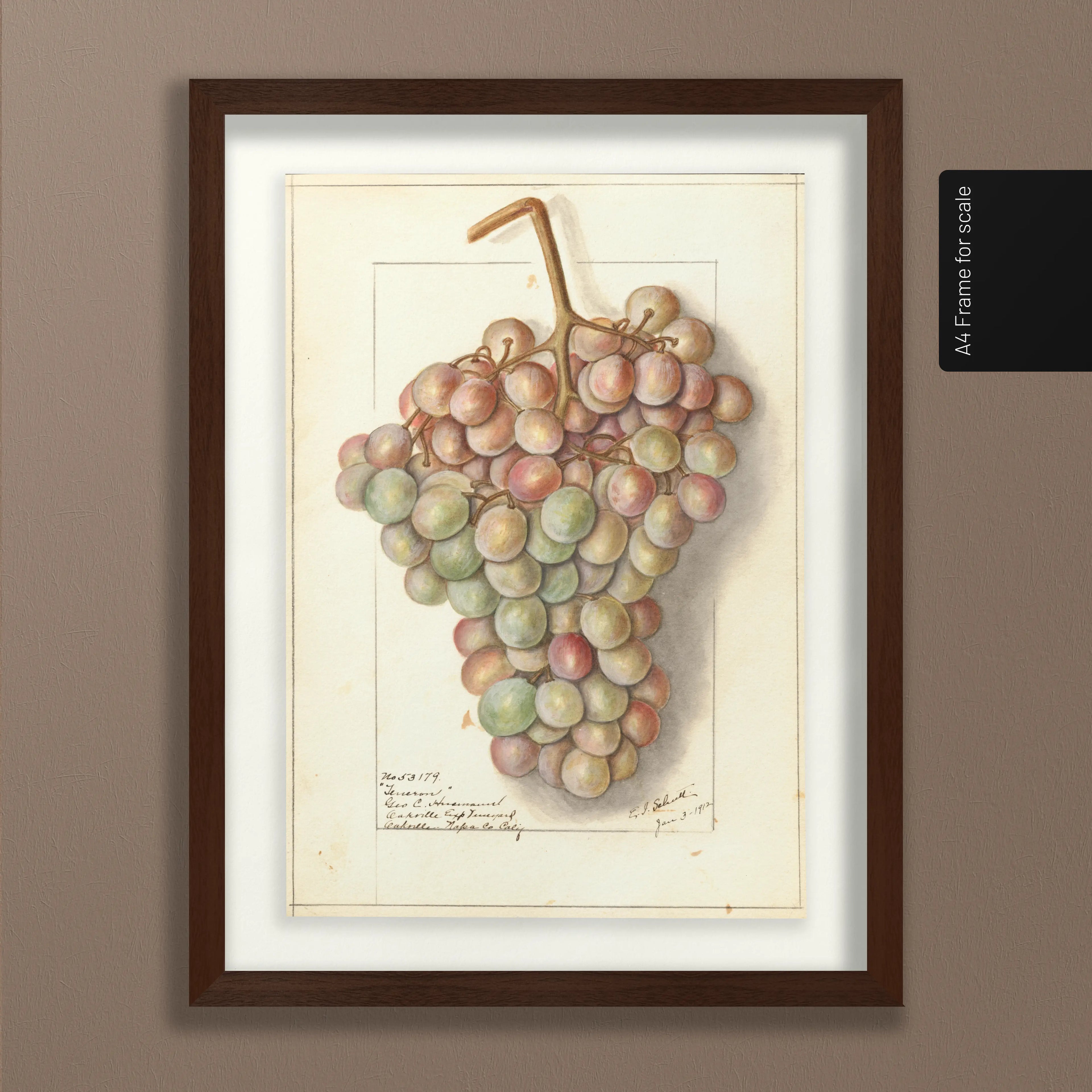 Fruits & Vegetables: Plate No. 01