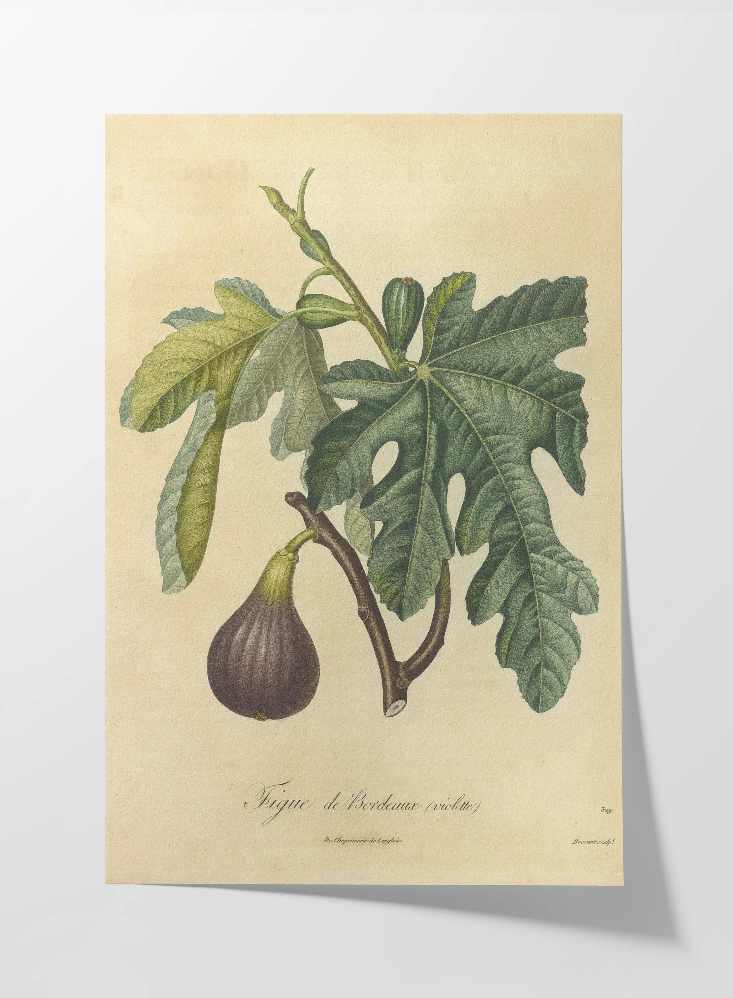 Fruits & Vegetables: Plate No. 15