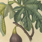 Fruits & Vegetables: Plate No. 15