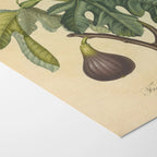 Fruits & Vegetables: Plate No. 15