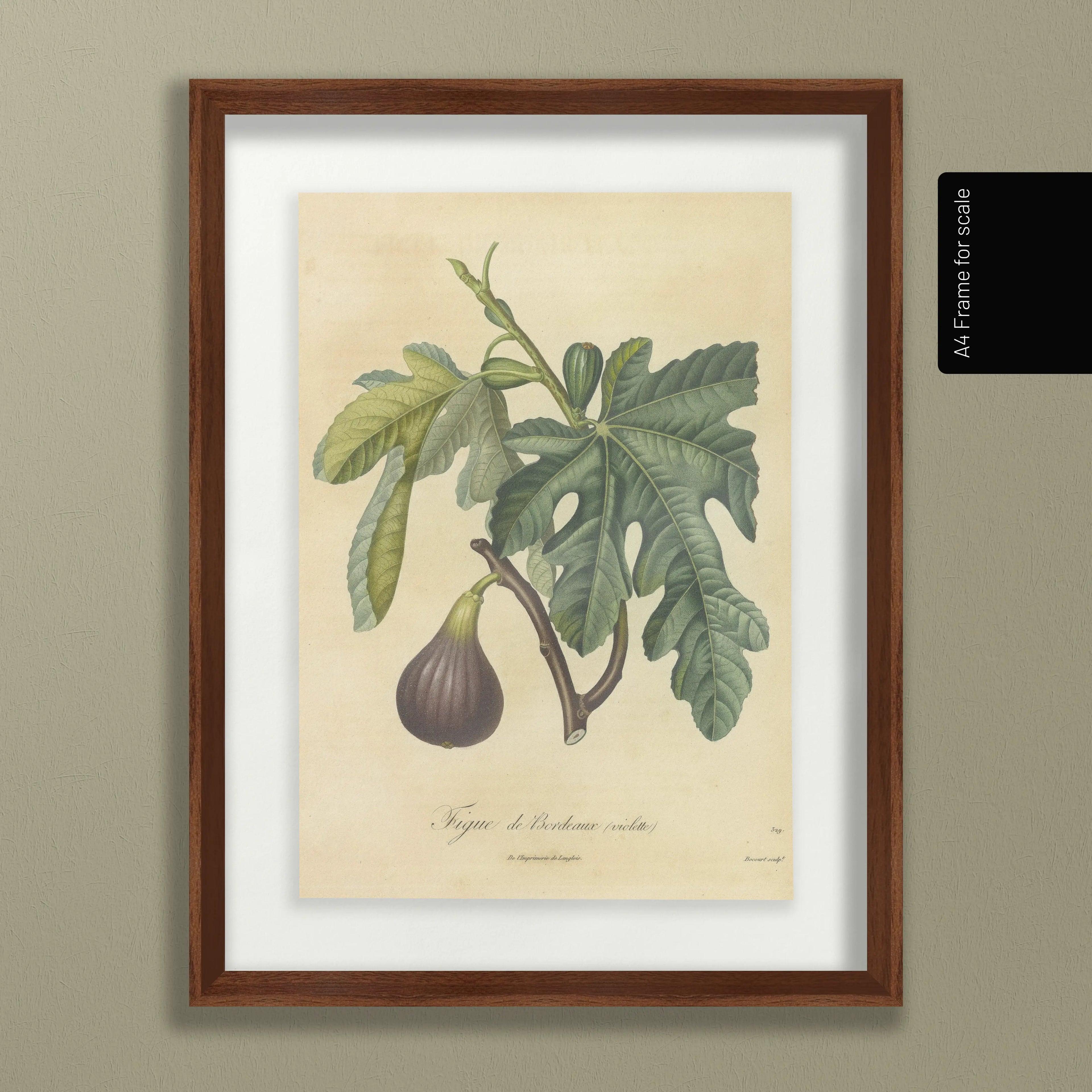 Fruits & Vegetables: Plate No. 15